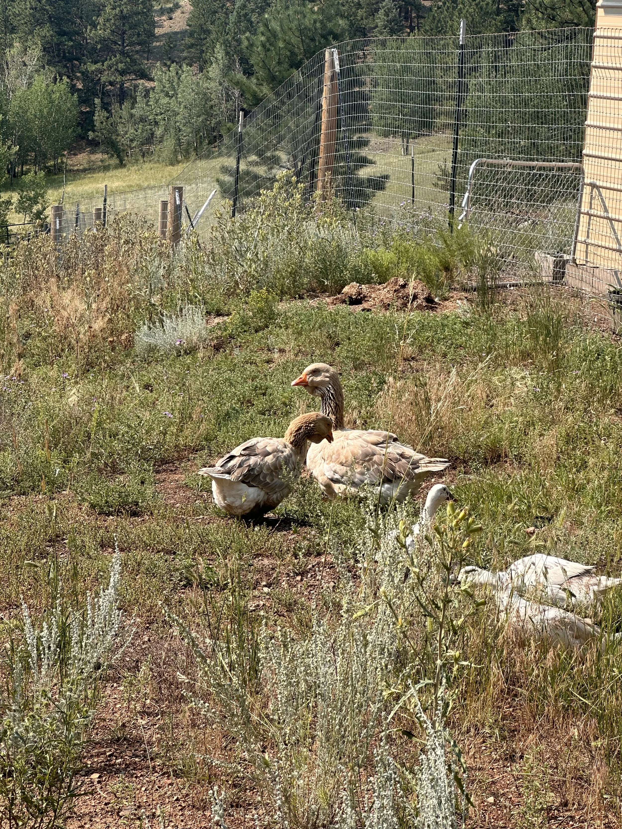 Two Dewlap Toulouse Geese resting on grassy ground outside, near a tall fence with trees in the background.