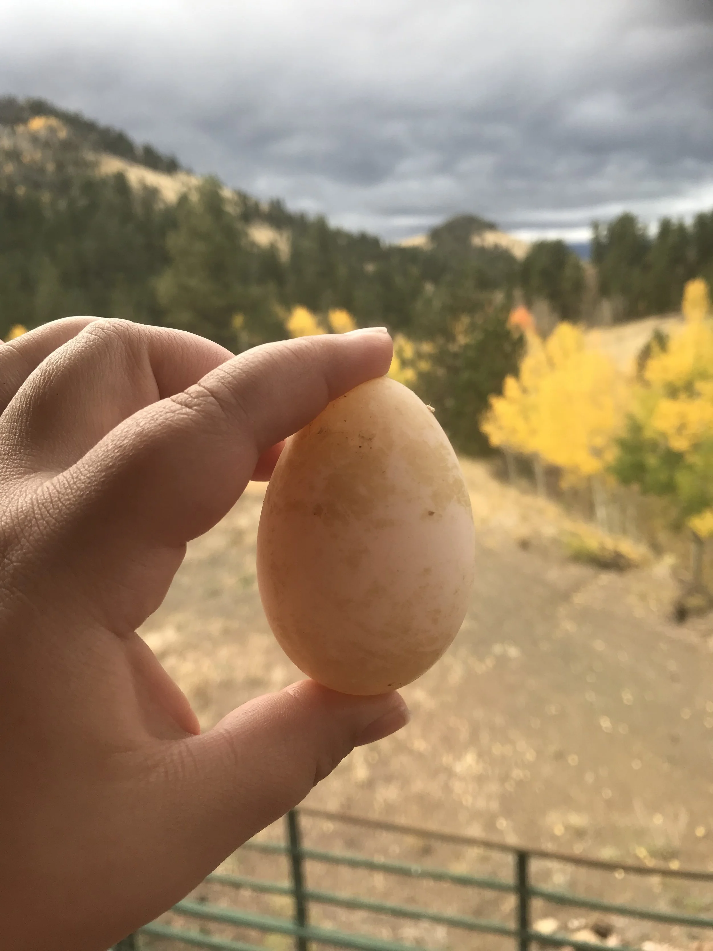 Person holding a large egg outdoors with a mountain landscape and fall-colored trees in the background.