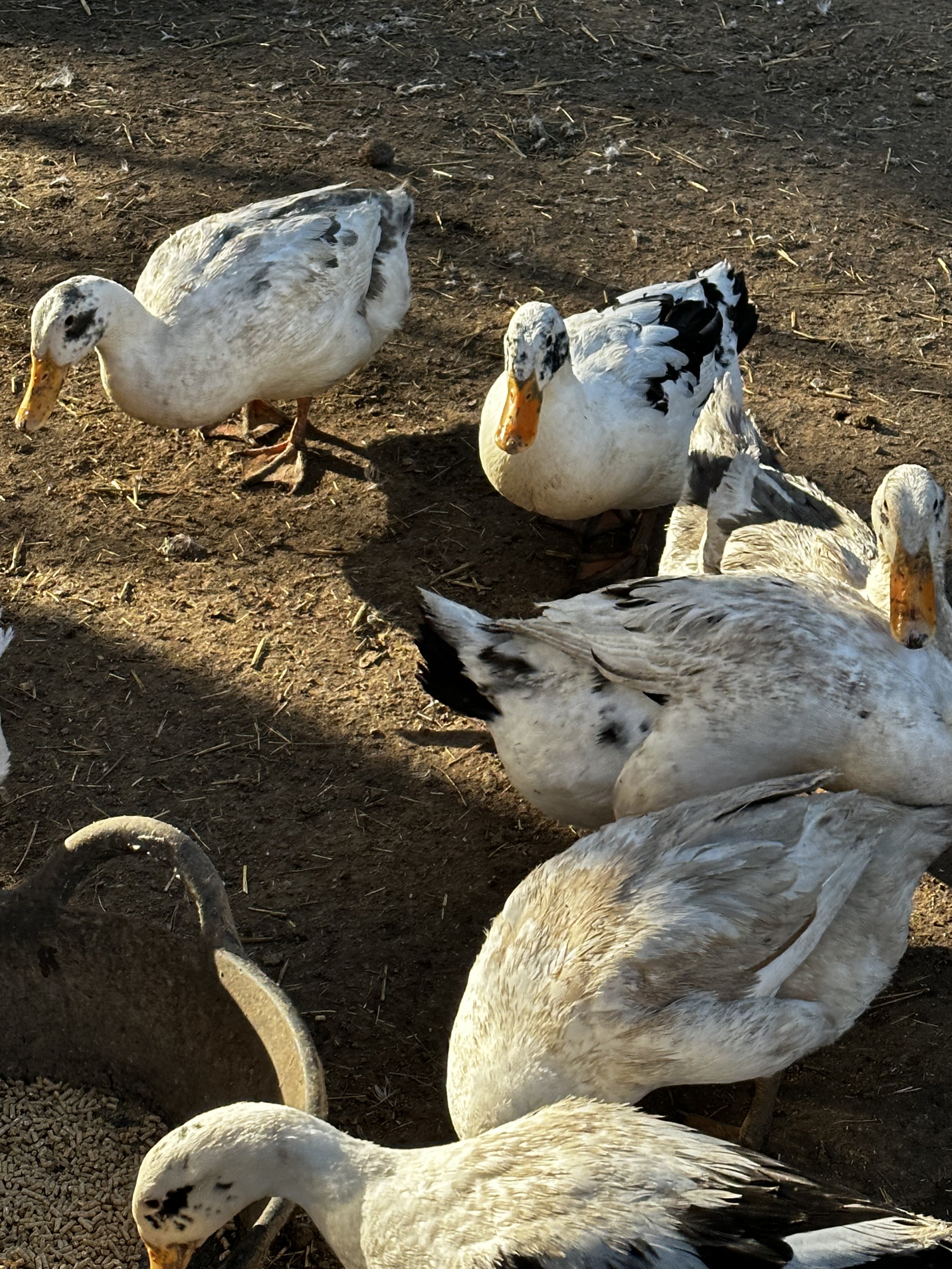 A group of Ancona Ducks of varied colors on dirt ground with a feeding trough, some eating and some resting.