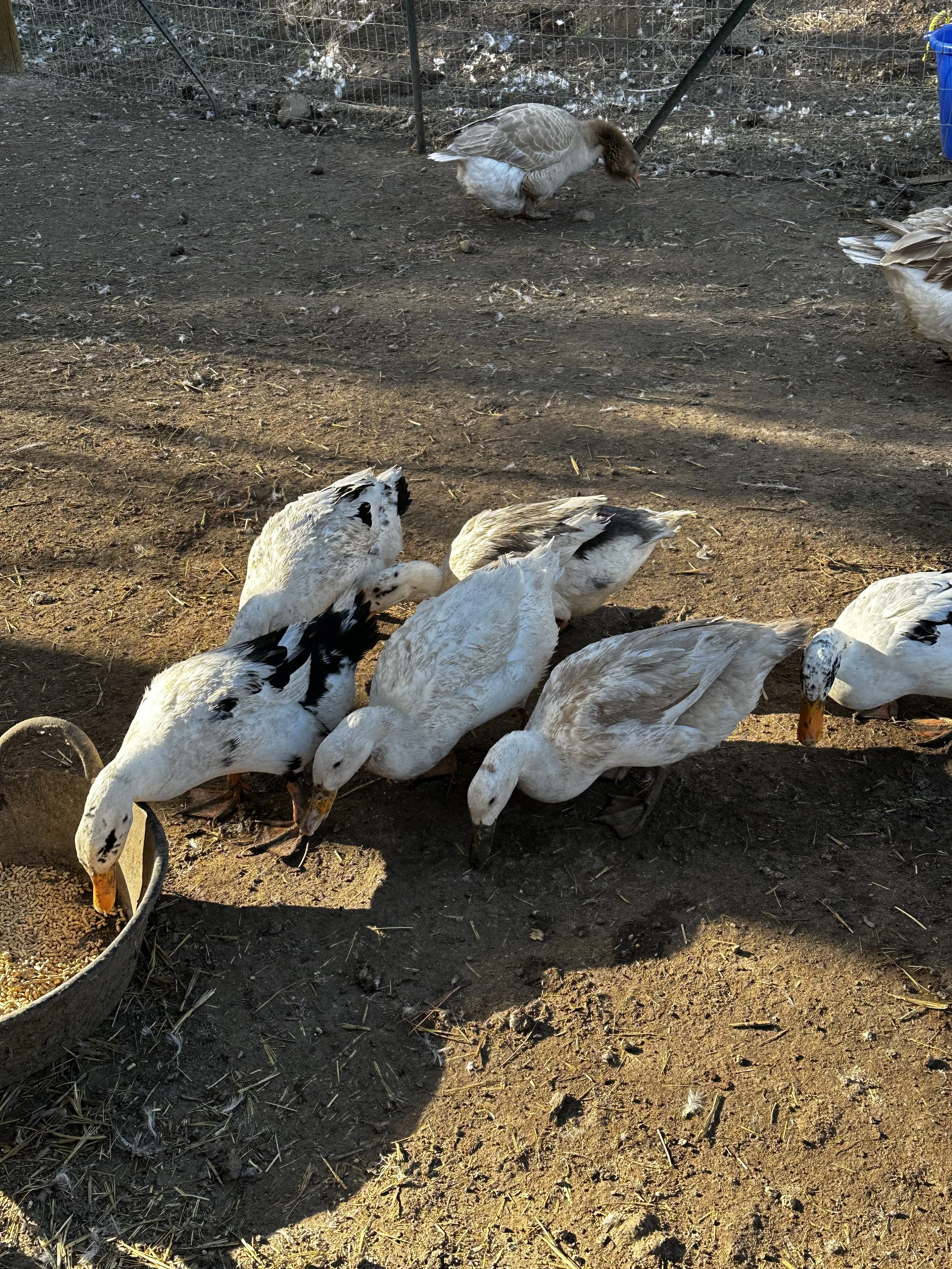 Group of Ancona Ducks of varied colors and markings eating from a bucket on dirt ground, with a fenced outdoor area in the background.