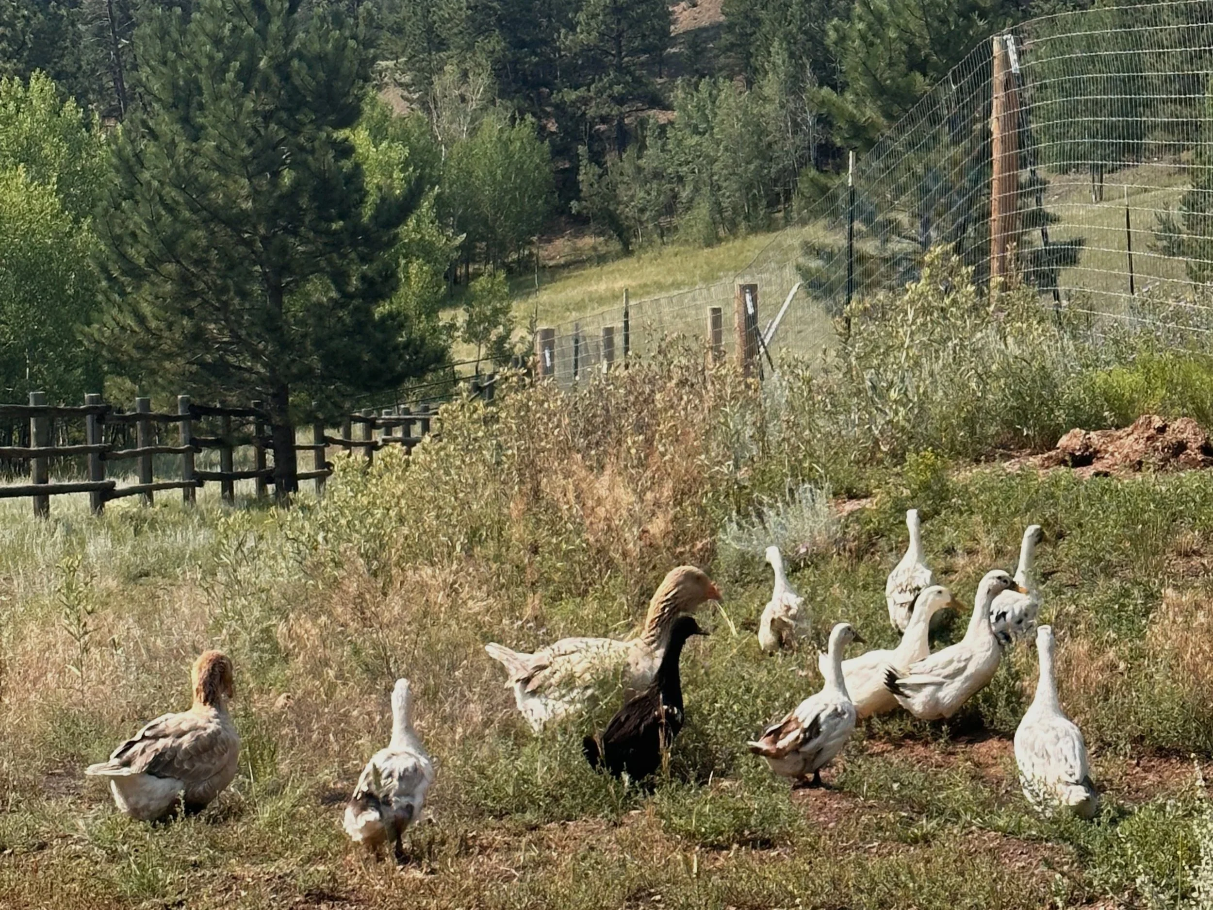 A group of ducks and geese grazing on the grass in an outdoor rural setting with trees, shrubs, a wooden fence on the left, and a wire fence on the right in the background.