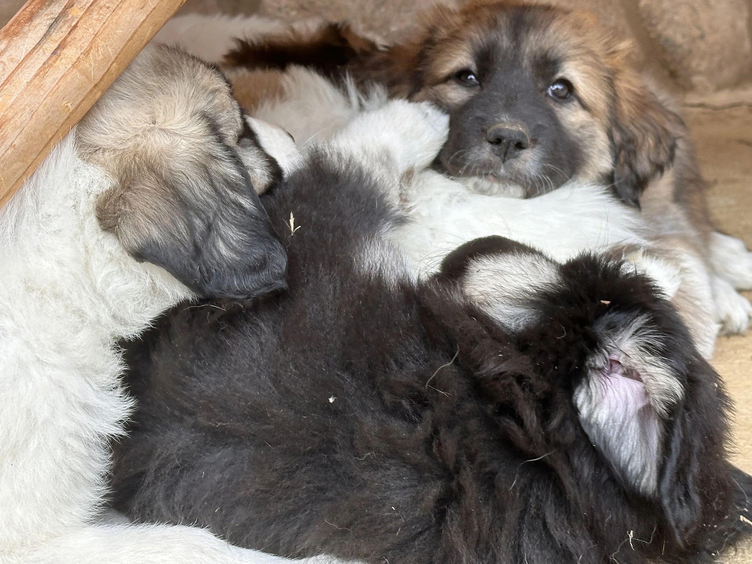Introducing Your Puppy to Resident Dogs