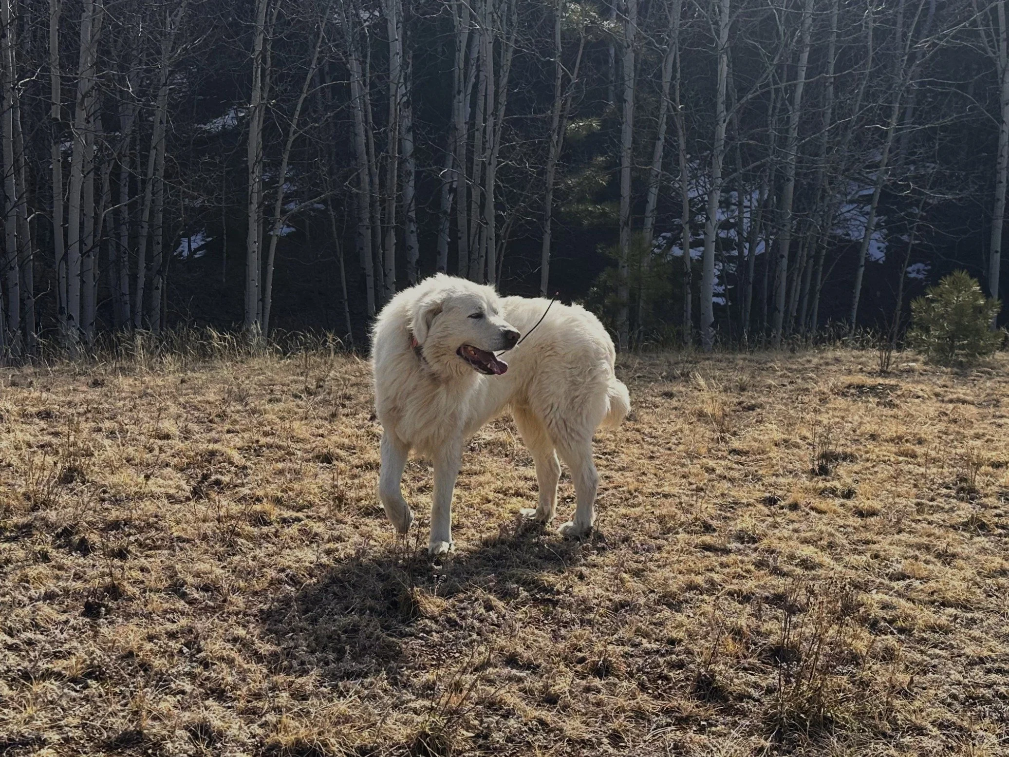A large, fluffy white dog with a pink collar stands on a patchy grassy field with sparse dry grass. In the background, there is a forest of tall, slender trees with some patches of snow on the ground.