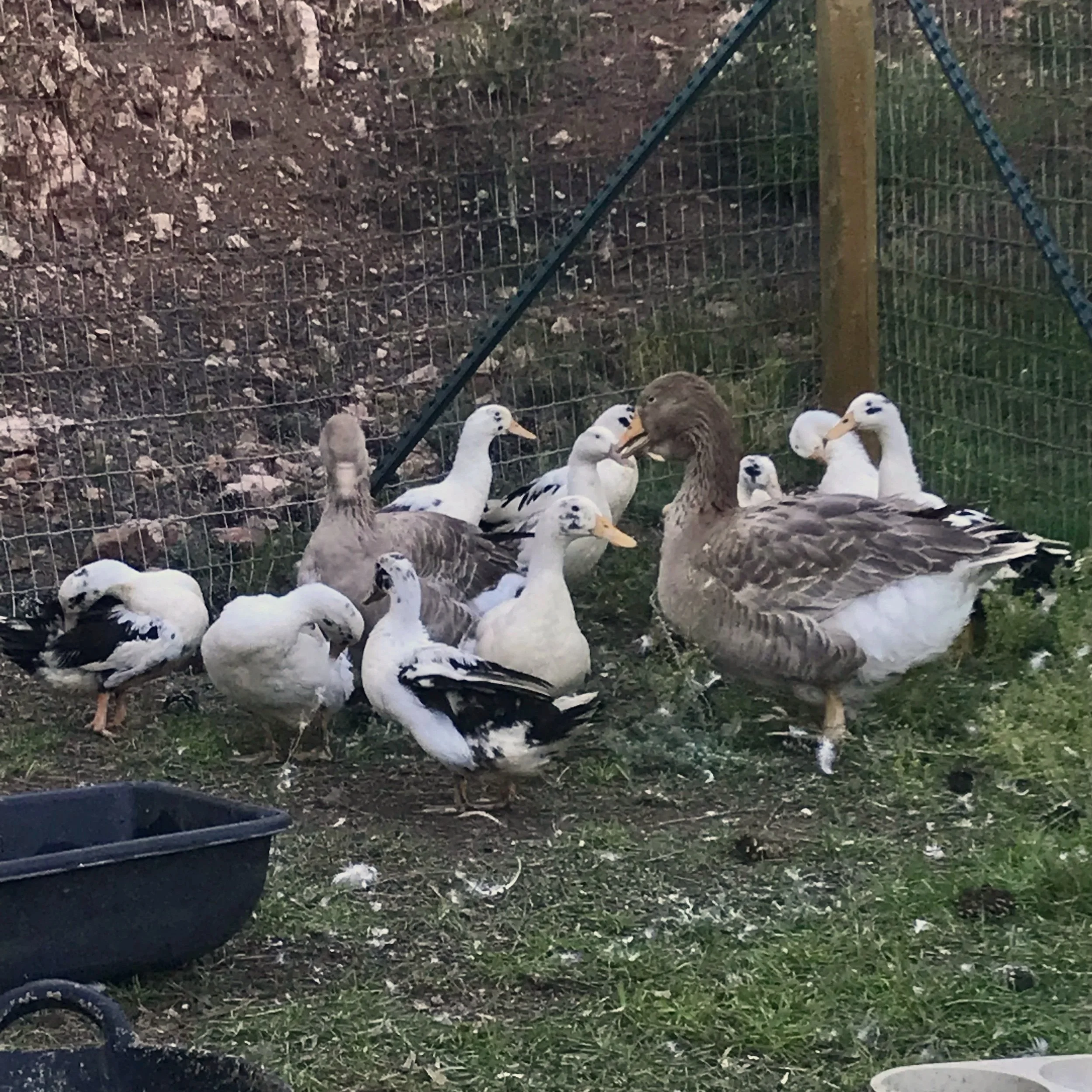 A group of ducks and geese in a fenced outdoor enclosure, with some resting and others standing on grass, and a black feeding tray on the ground.