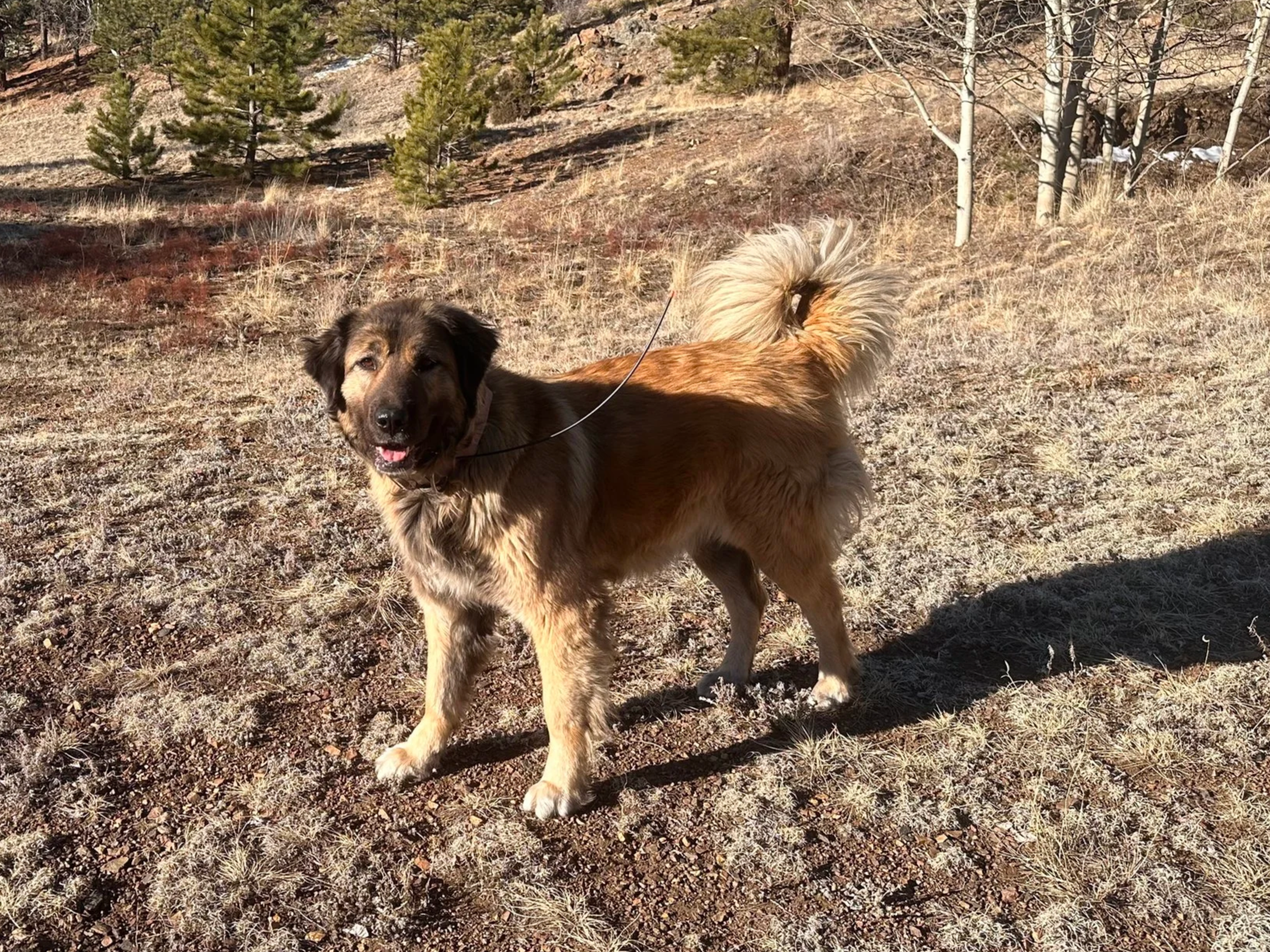 A happy dog standing outdoors on a sunny day in a dry, grassy, hilly landscape with sparse trees in the background.