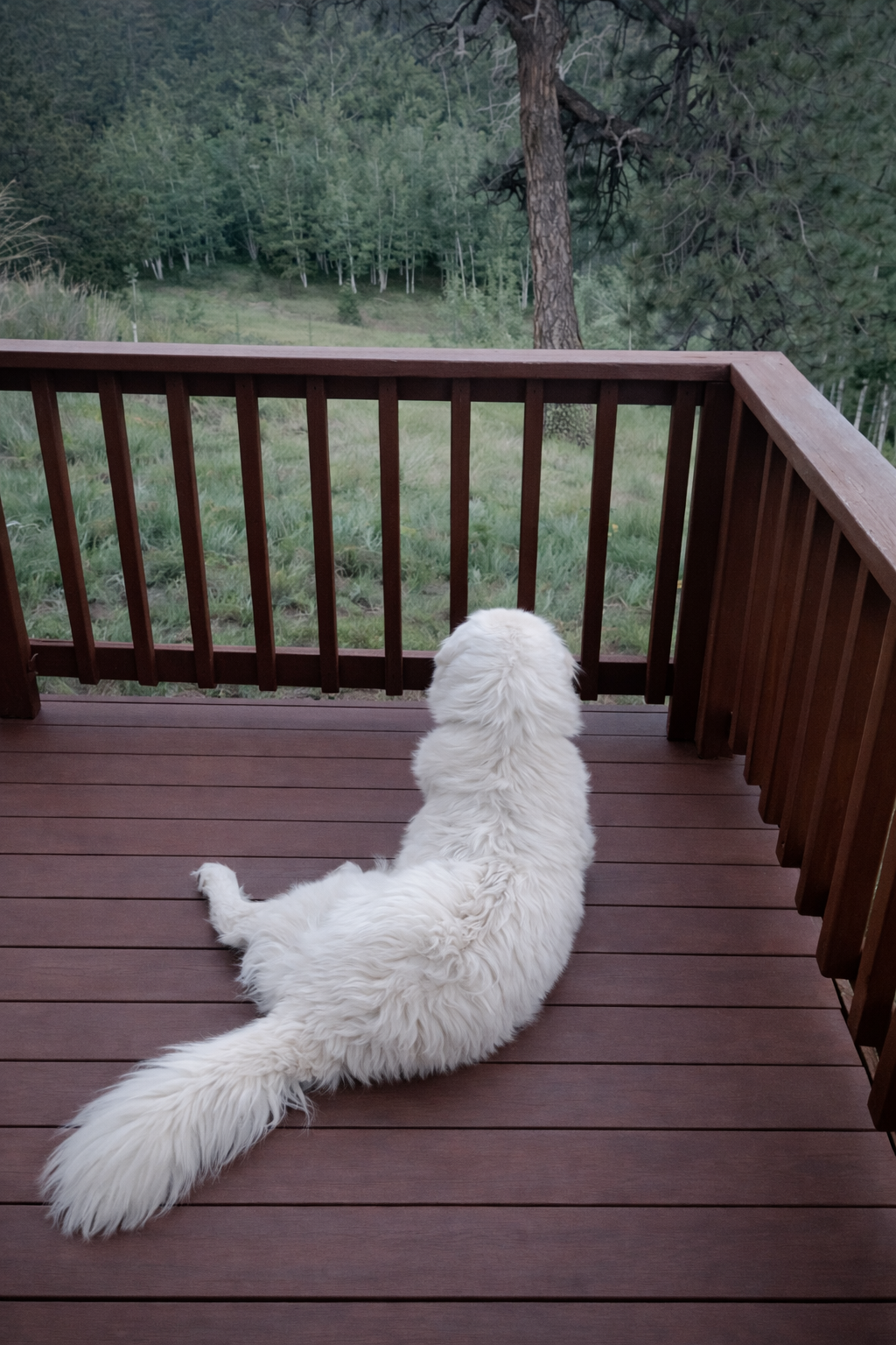 A white fluffy dog sitting on a wooden deck, looking out over a green landscape with trees and grass.