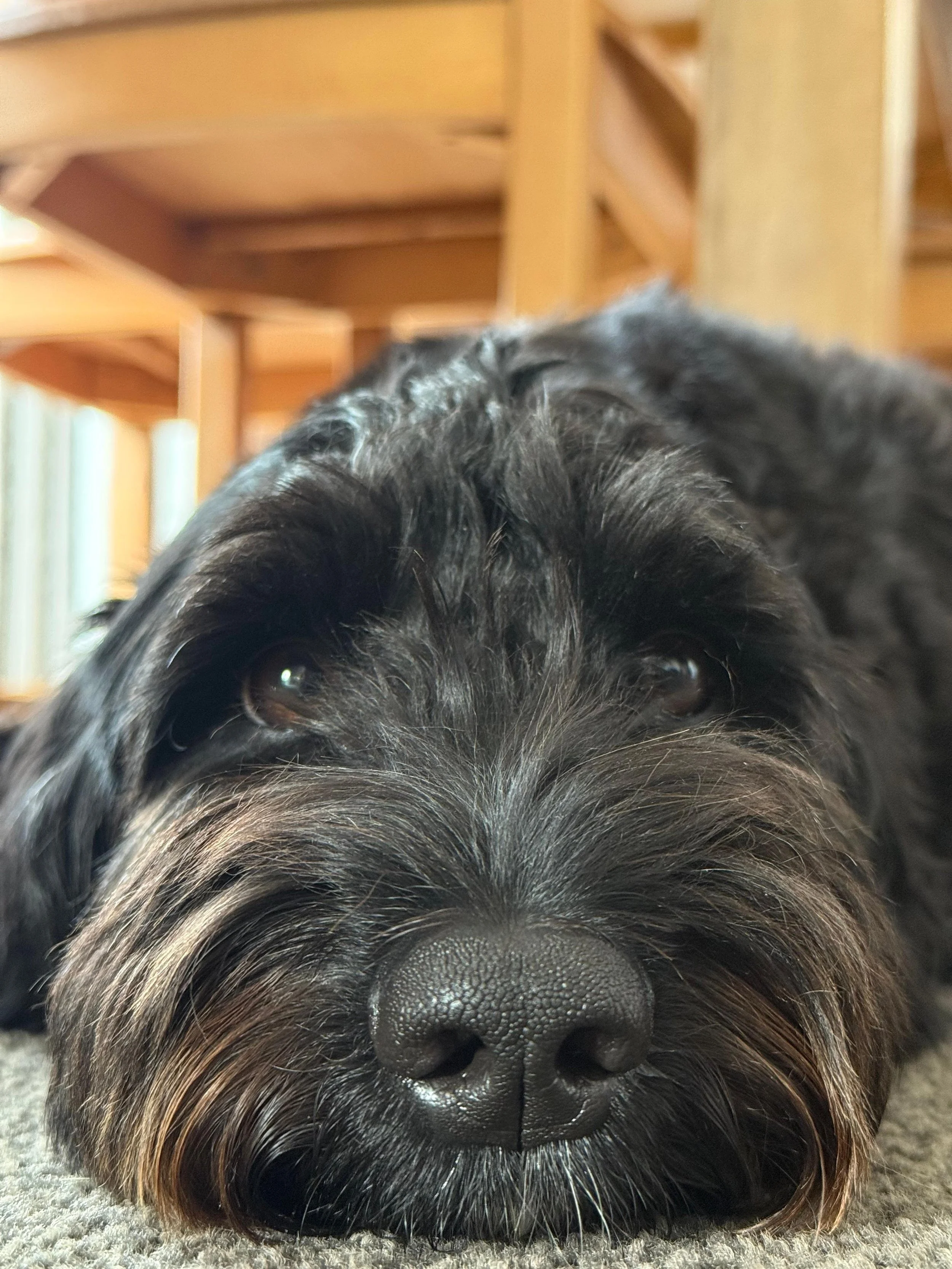 Close-up of a black dog lying on the carpet with its head resting on the floor, with wooden furniture and windows in the background.