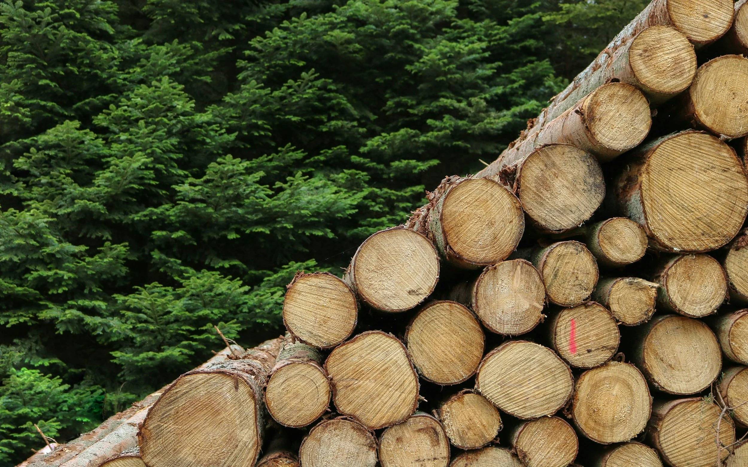 Stack of cut logs with green dense forest trees in the background.