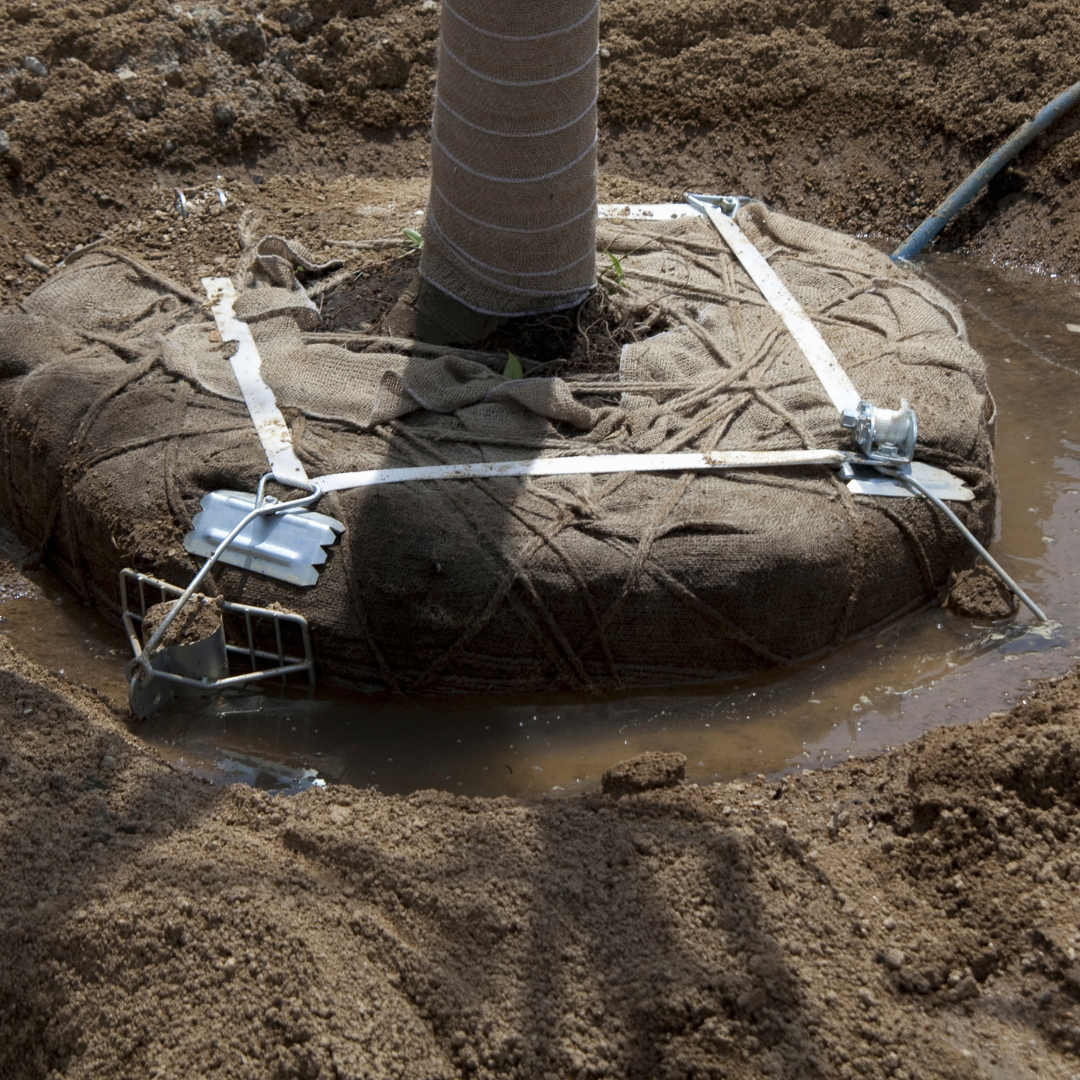 Close-up of the base of a young tree wrapped with burlap and dirt, secured with straps and supports, planted in prepared soil with water around the root area.