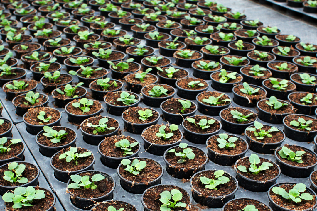 Rows of small plant pots with young green seedlings growing in soil, set in a greenhouse or nursery environment.