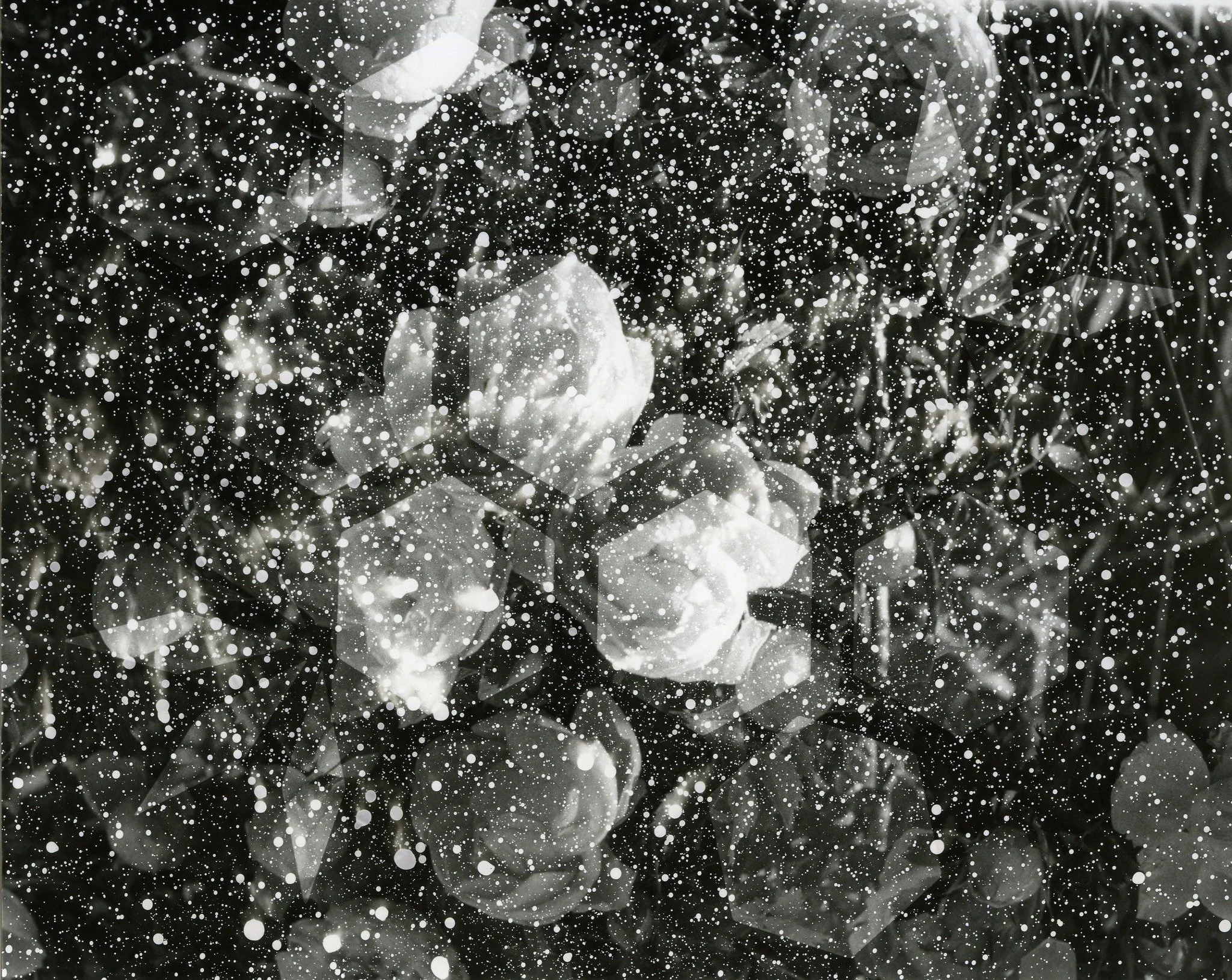 Photogram 3 2024