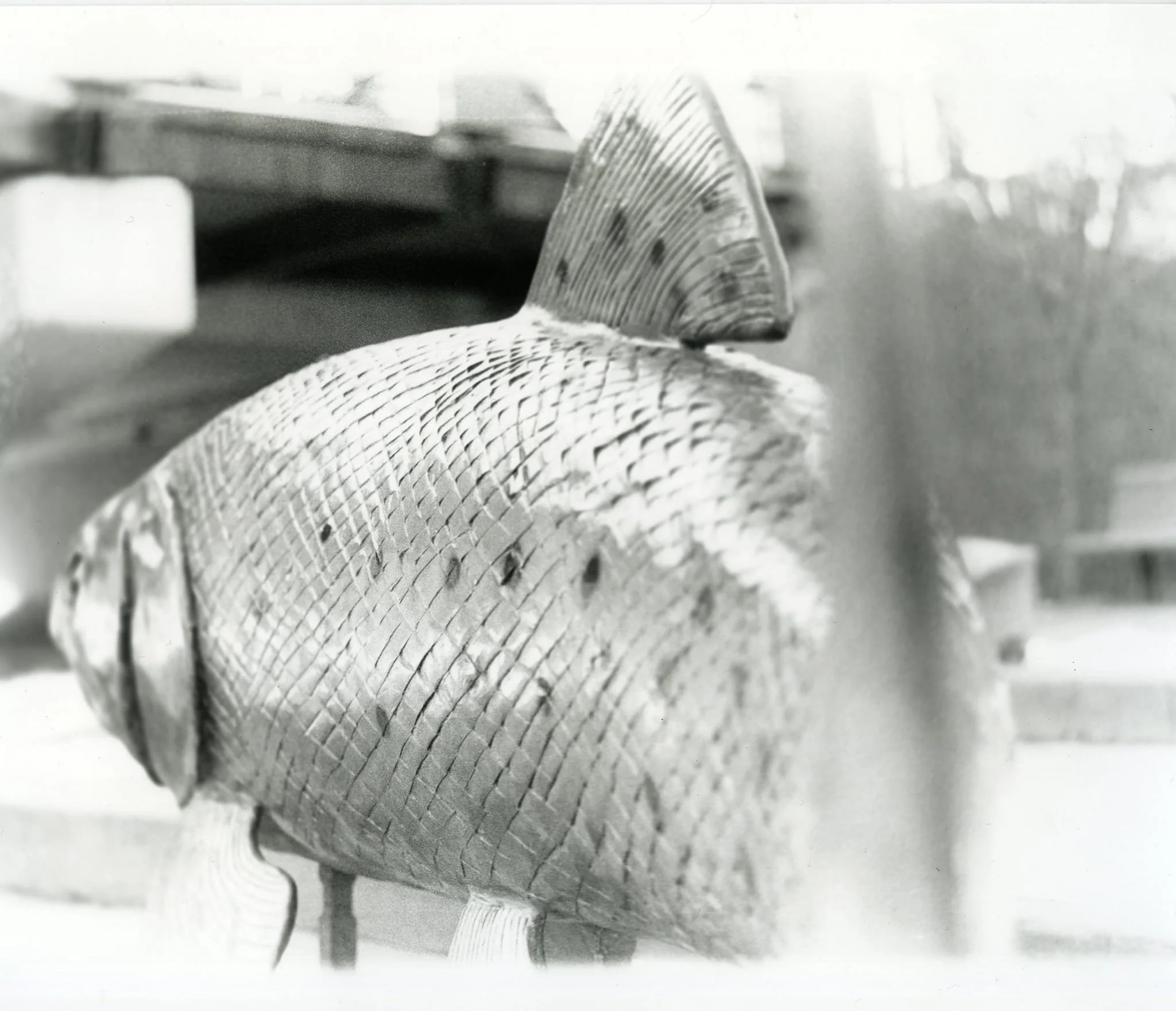 Fish 2023