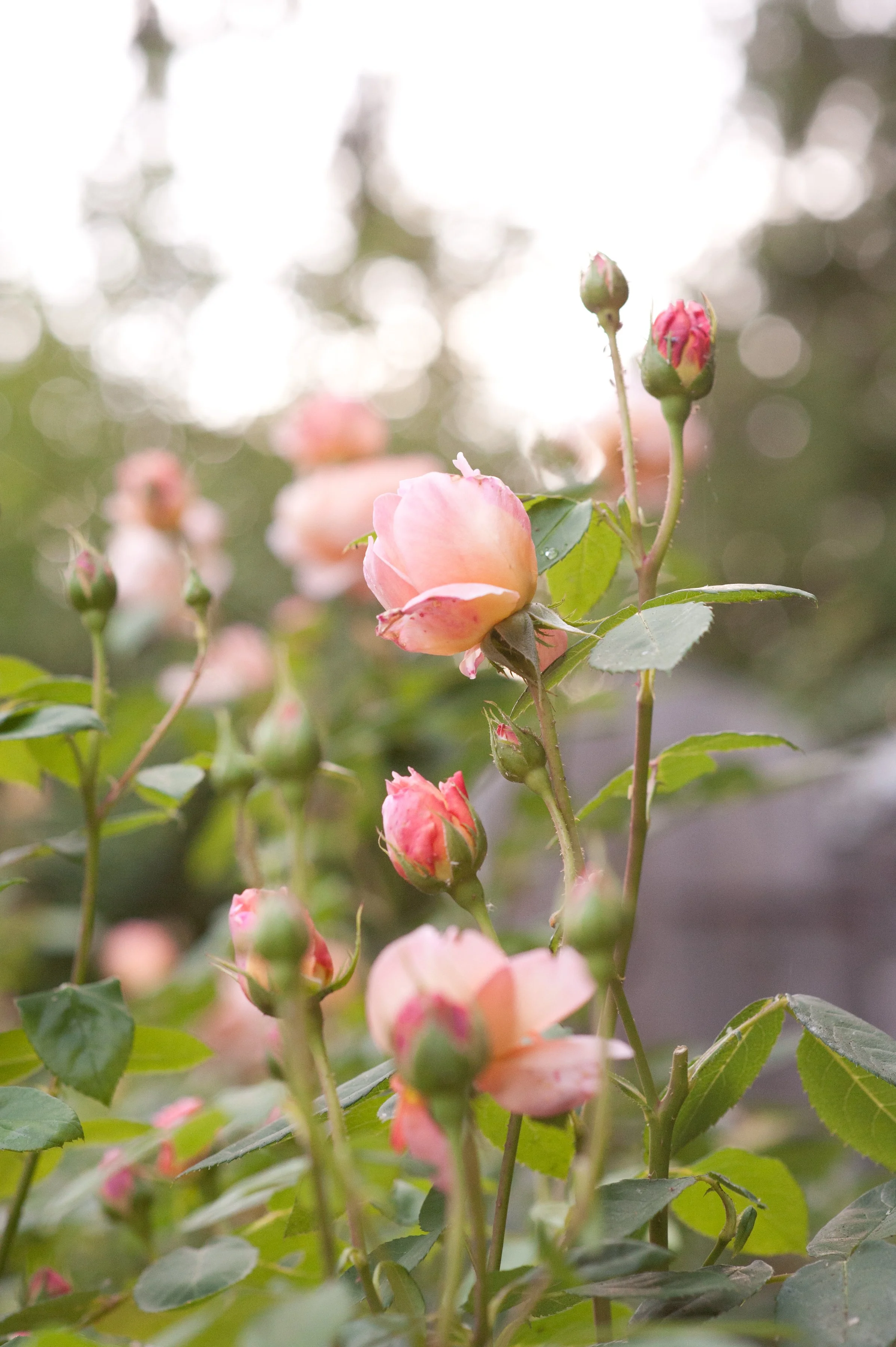 DSC_2796.jpg