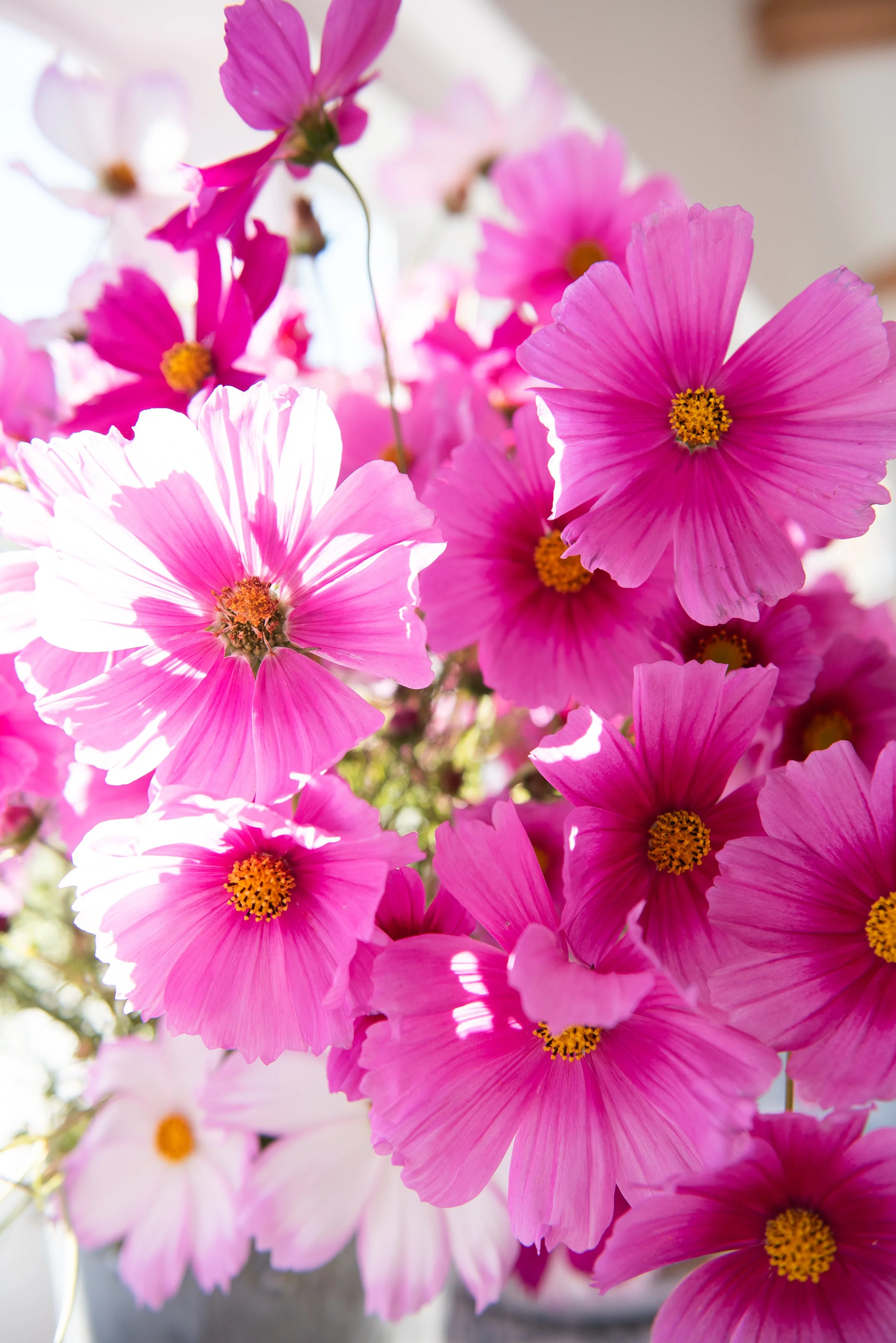 JoannArrudaPhotography-163.jpg
