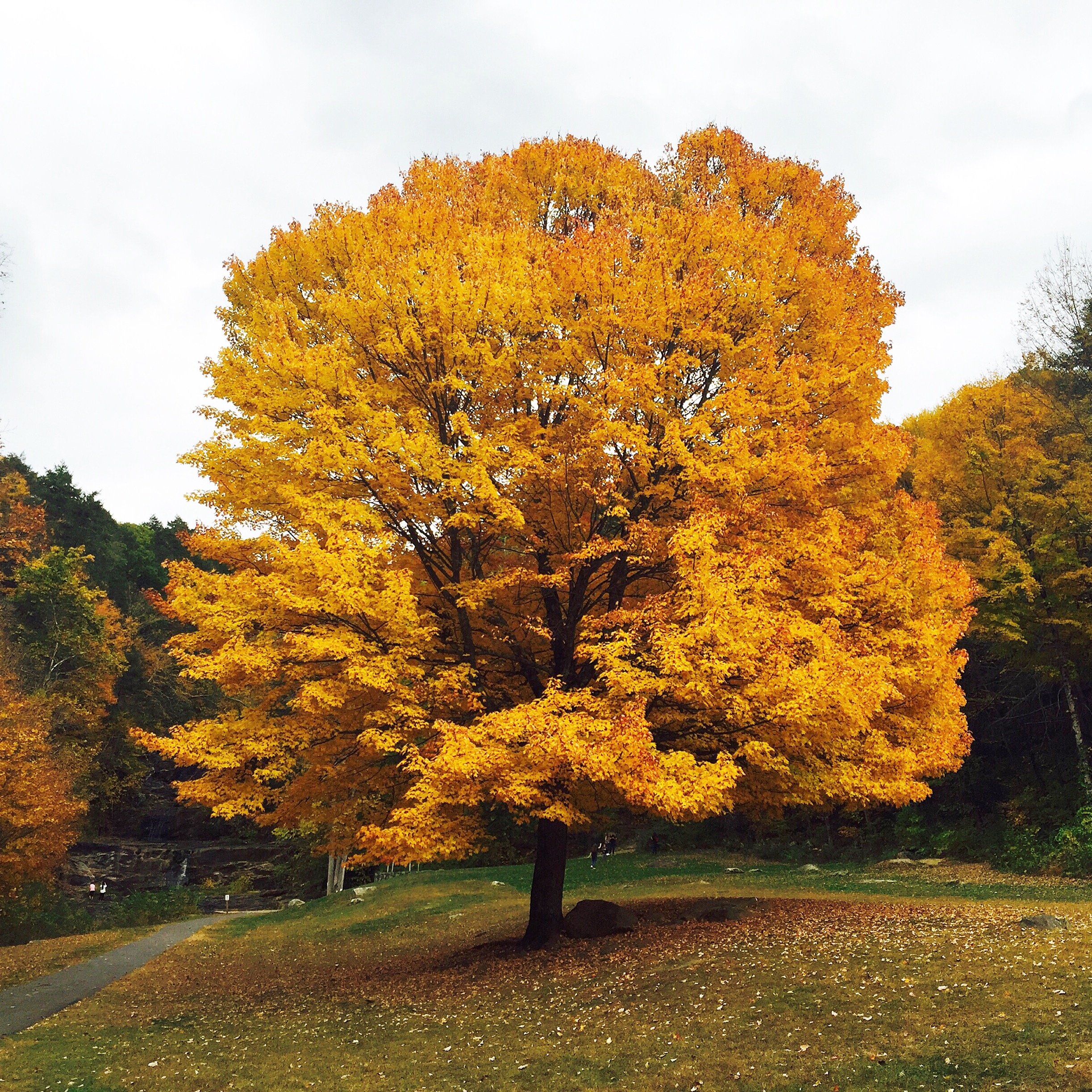 A large tree with bright yellow and orange autumn foliage in a park with a walking trail and a few people in the distance.