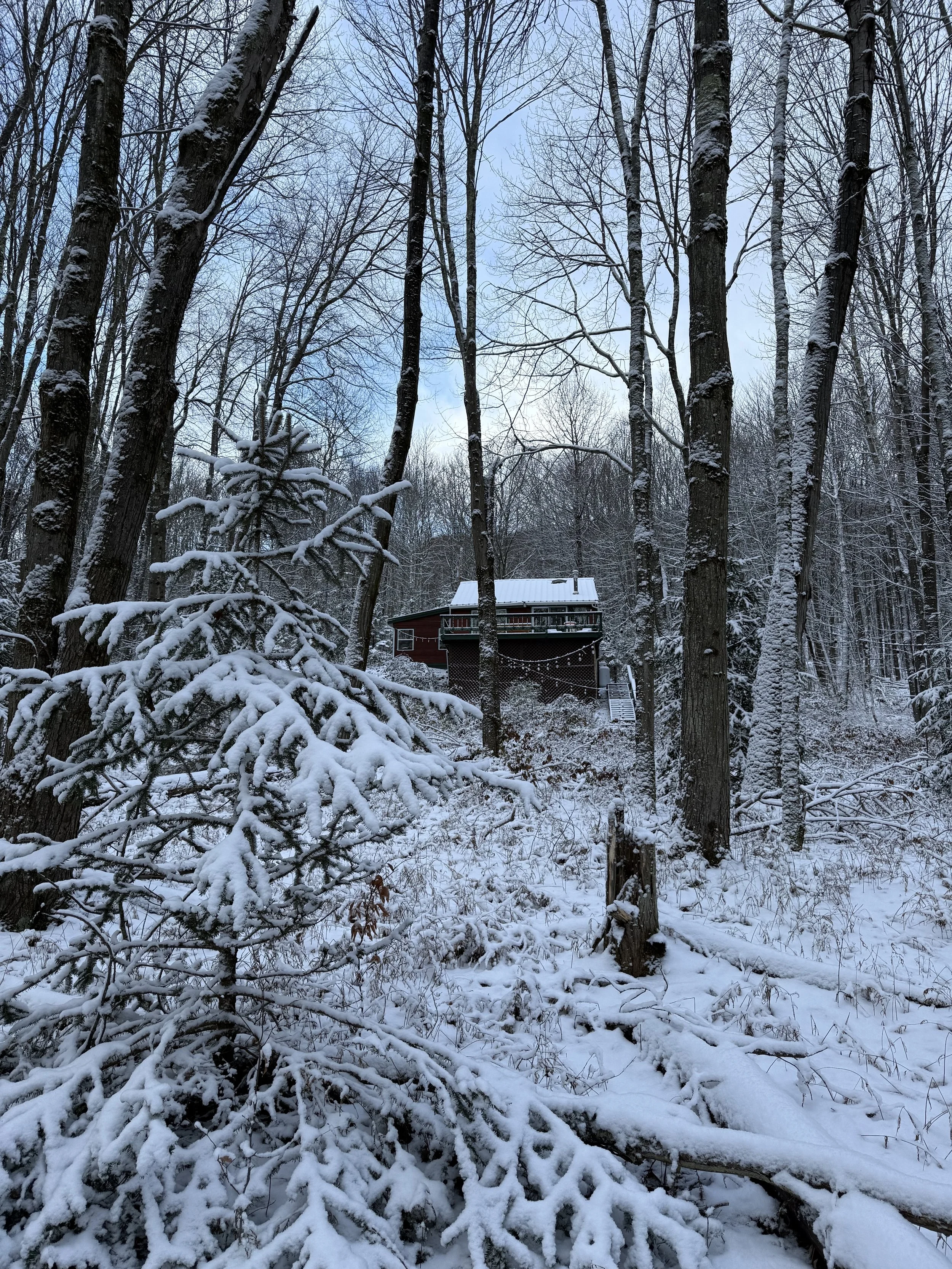 A winter scene with snow-covered trees and a red house with a white roof in the background, nestled among tall trees in a forest.