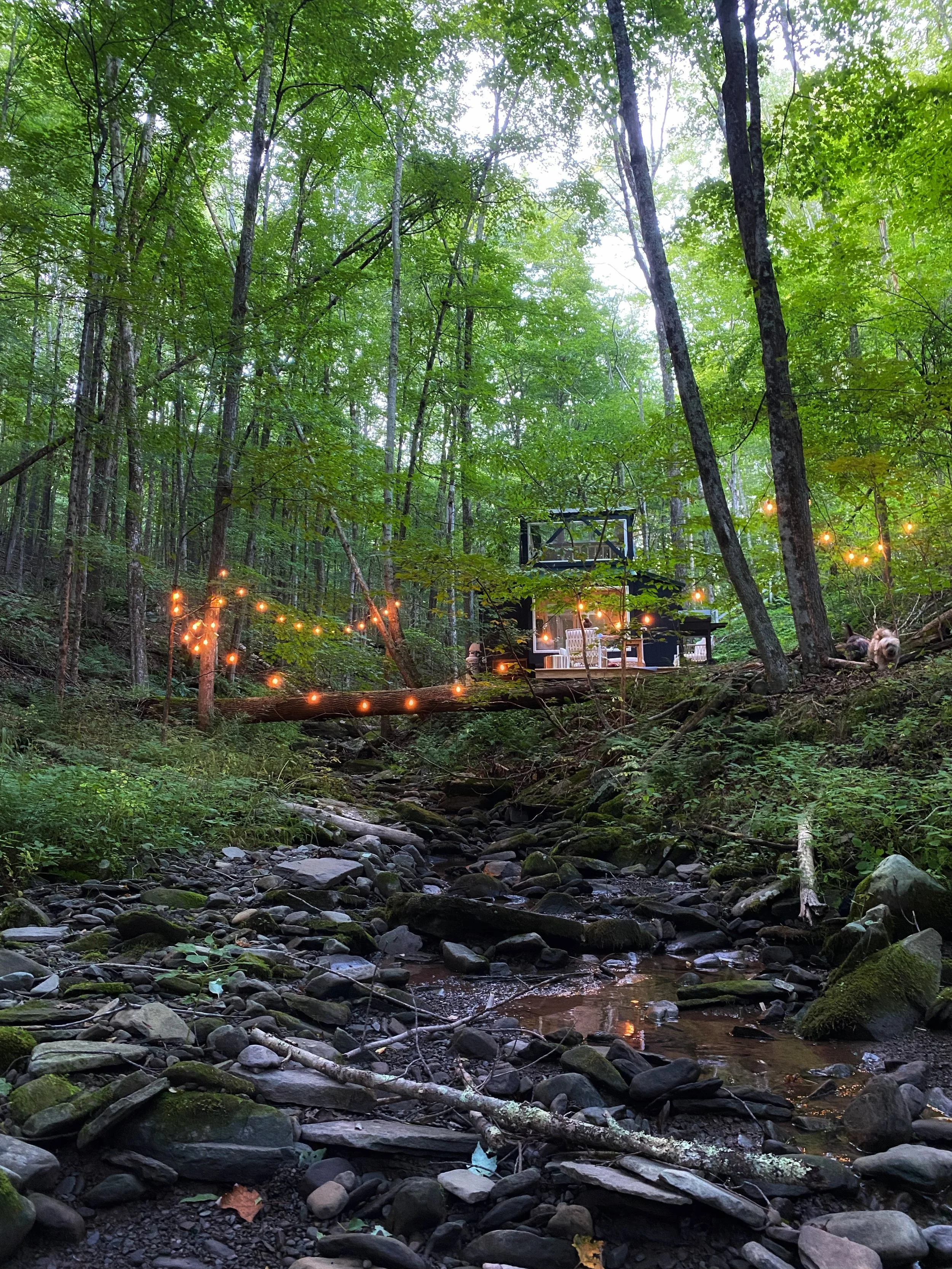 A small house or cabin in a lush green forest, with string lights hanging across the trees near a shallow creek.
