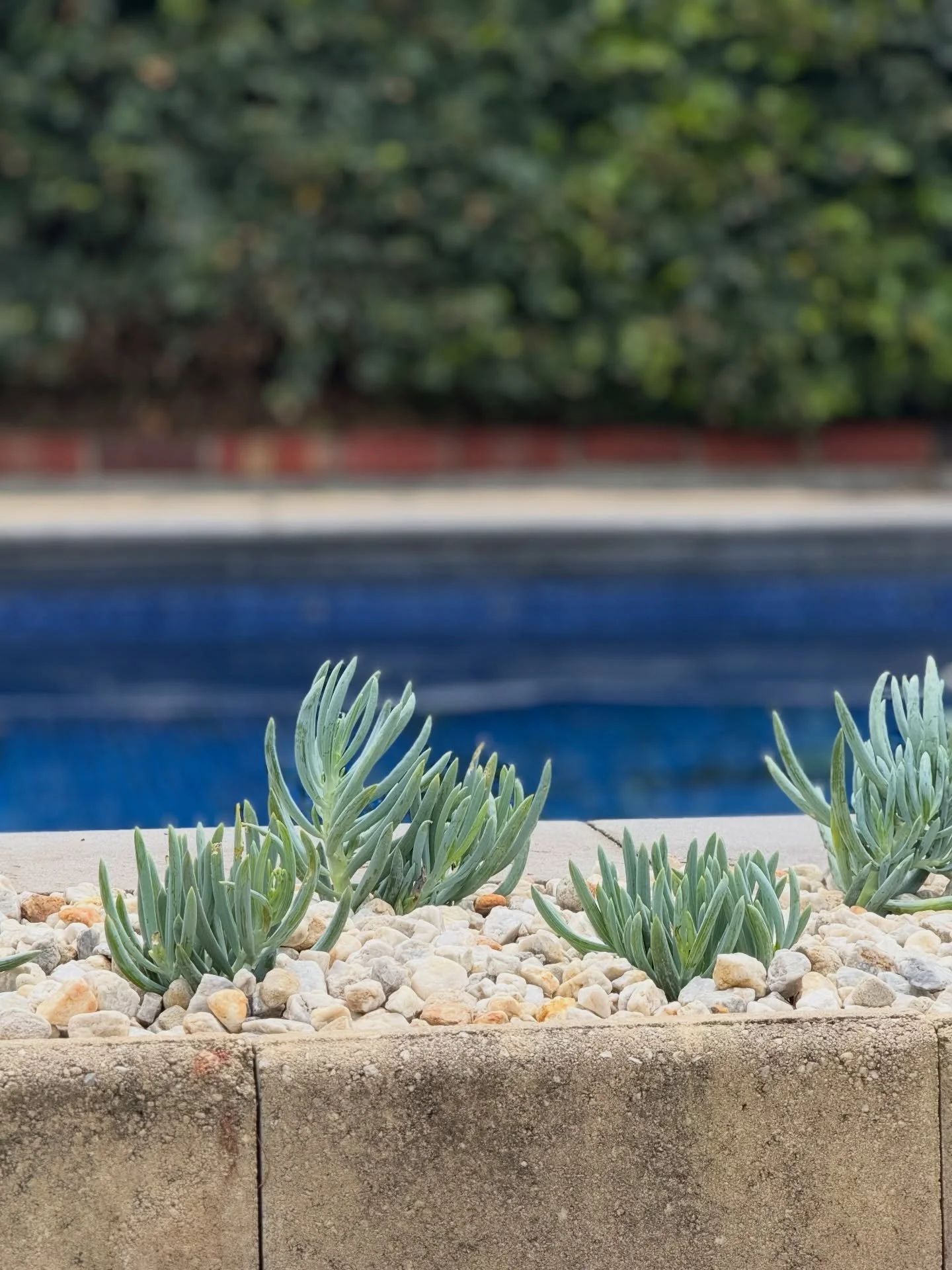 Clean lines, cool tones 🌿💦
Blue chalk sticks adding modern texture and low-water beauty along the poolside&mdash;simple, sculptural, and made for sunny days.
#landscaping #geelonglandscaper #garden