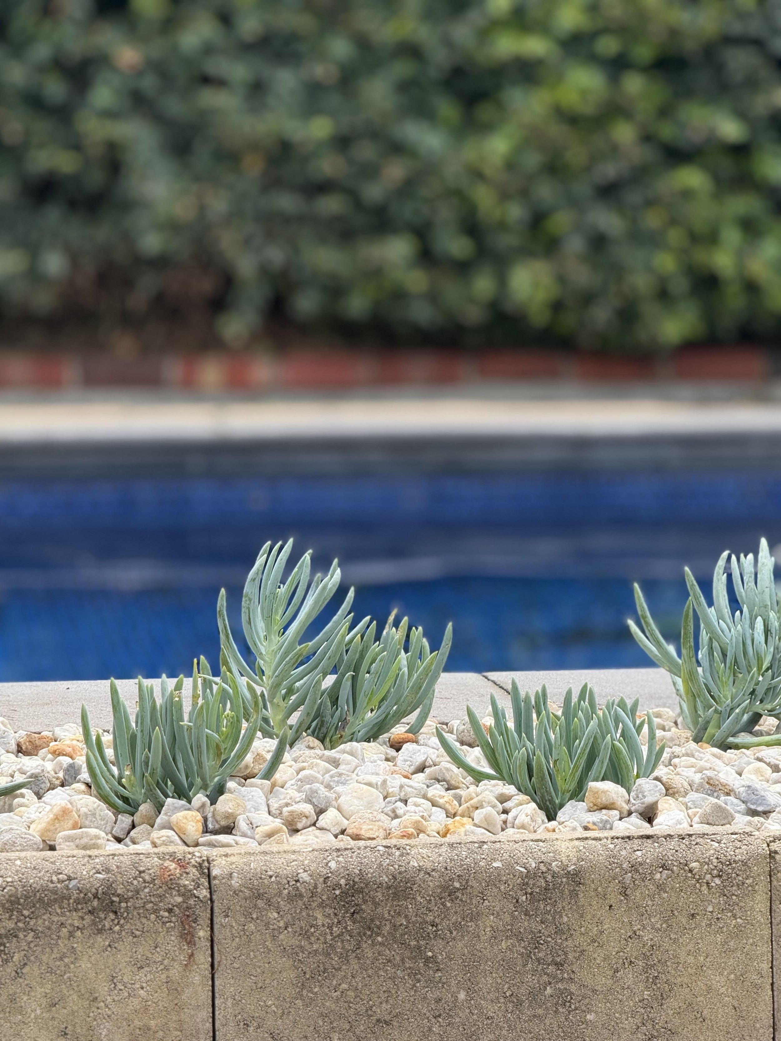 Close-up of green succulent plants growing in light-colored gravel on a concrete border with a swimming pool and green hedge in the background.