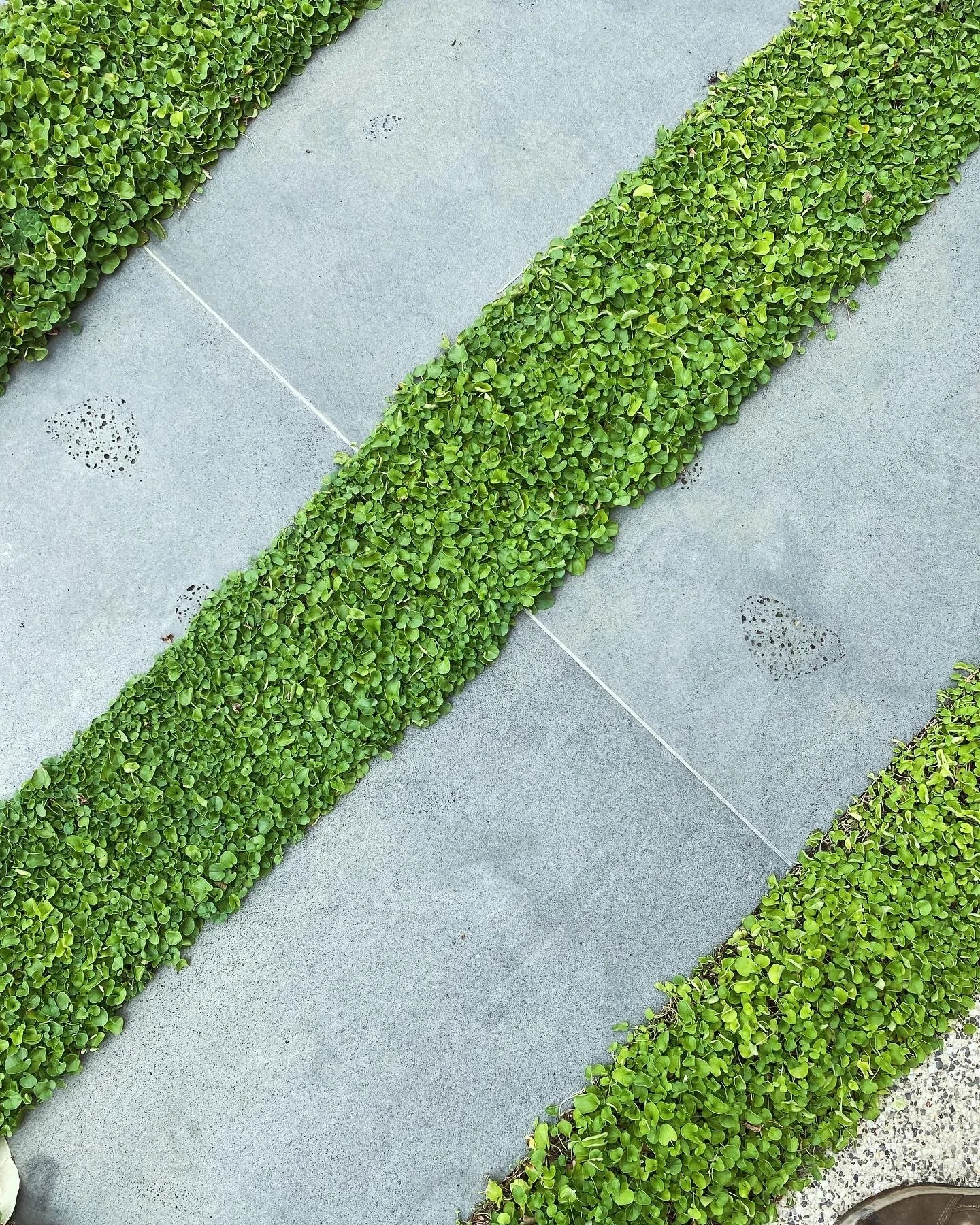 Green trimmed bushes lining a concrete sidewalk with small vent covers.