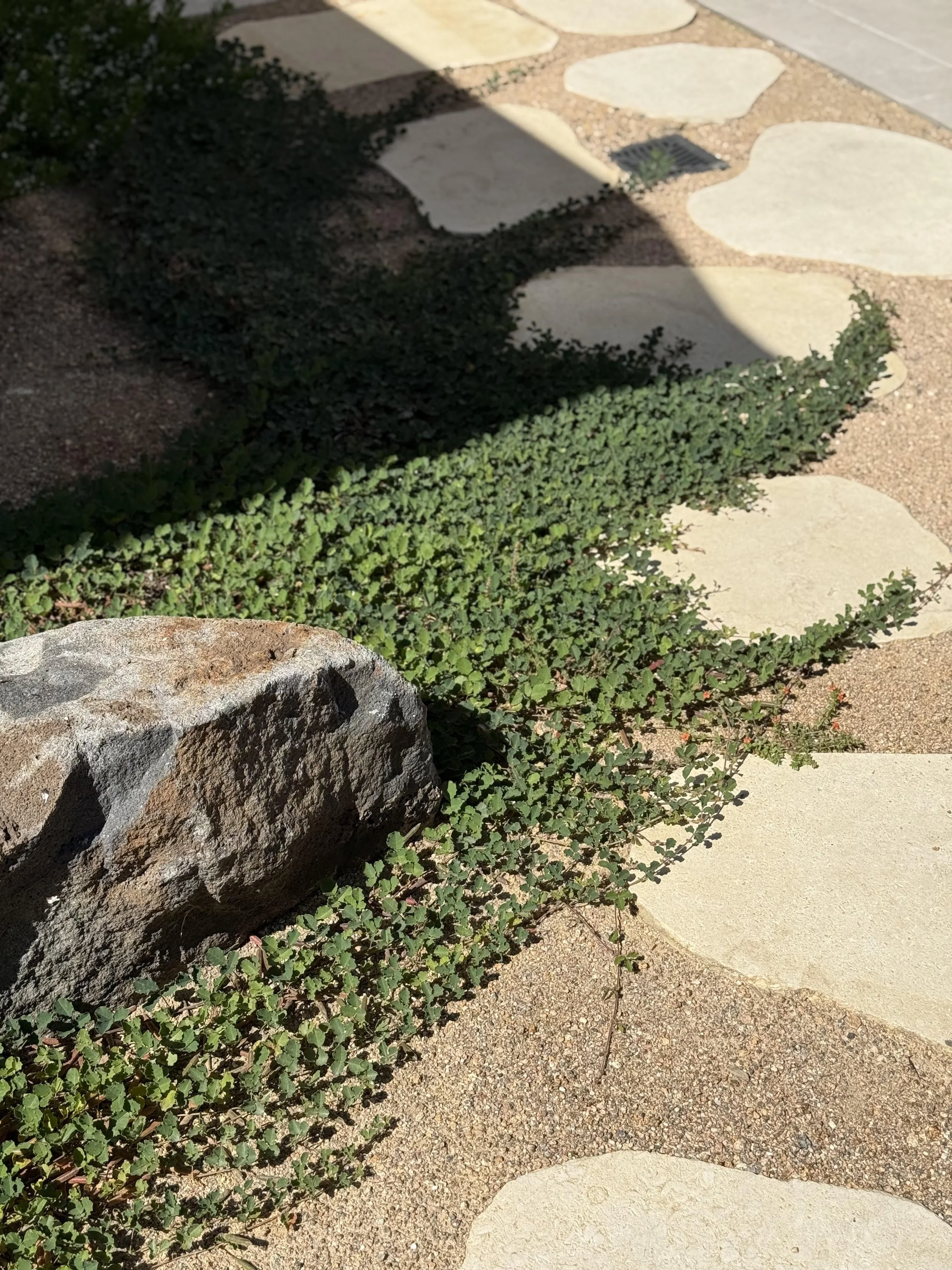 Stone pathway with large rocks, small green plants, and stepping stones in sunlight and shadow.
