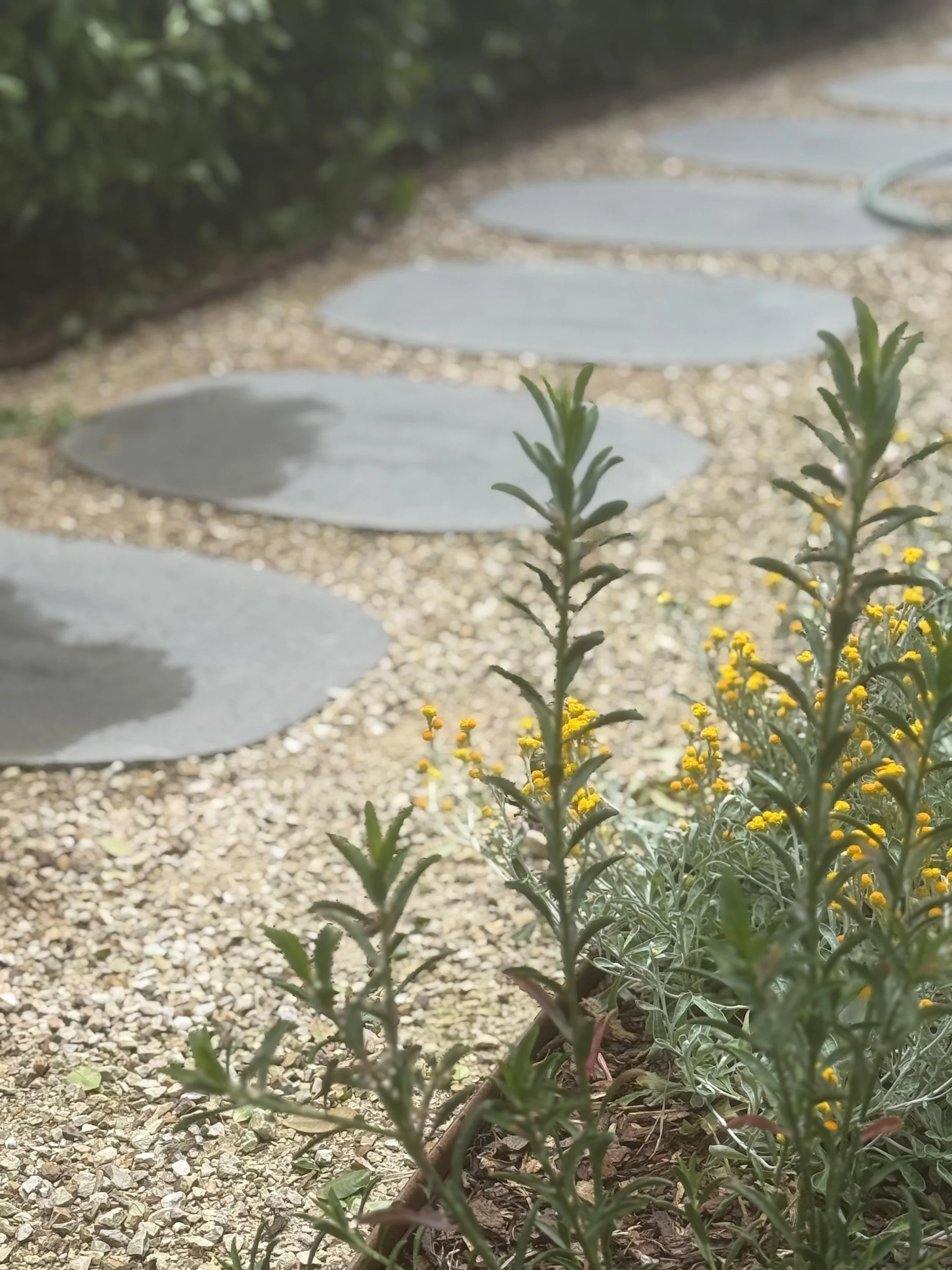 Close-up of yellow flowering plants along a gravel pathway with stepping stones.