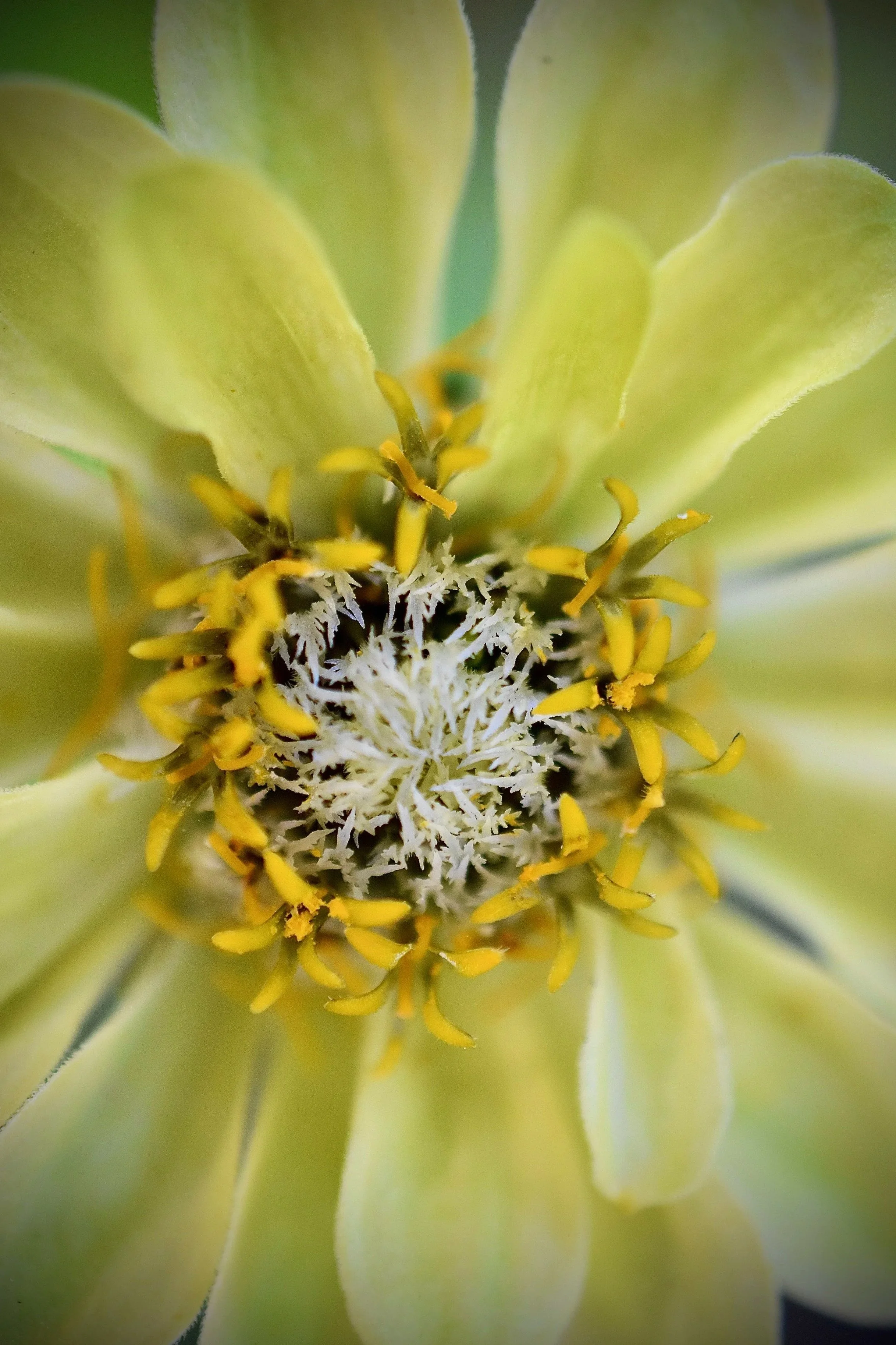 Close-up of a yellow flower's center with white and yellow stamens and surrounding petals.