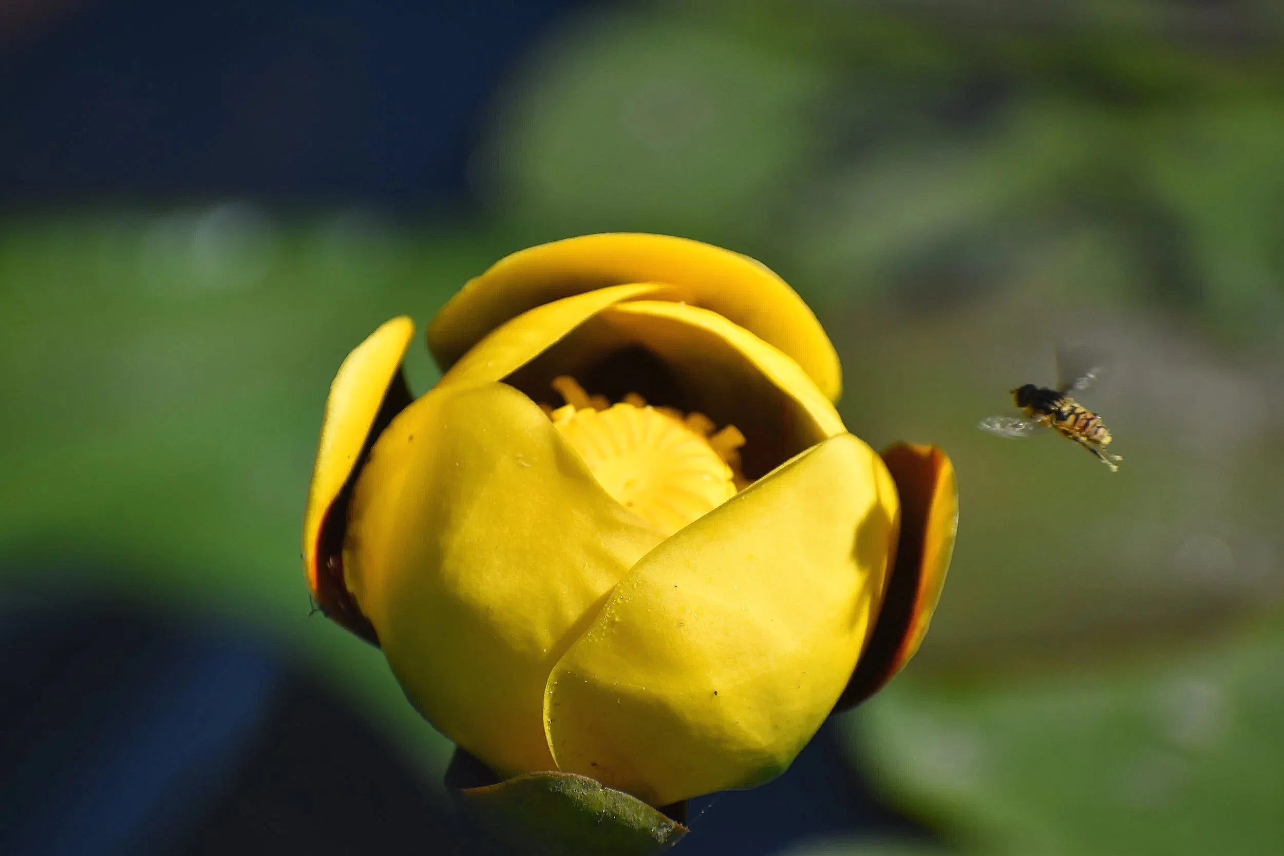 A yellow flower with a bee flying near it.