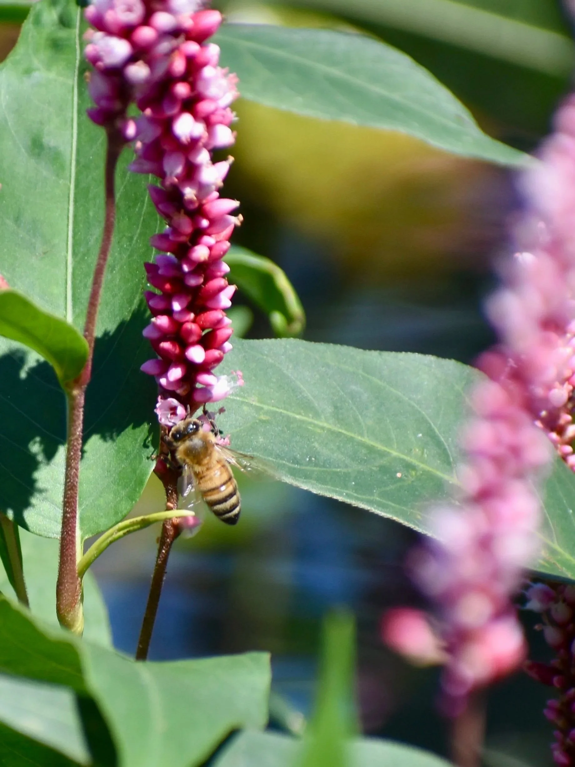 A bee collecting nectar from a cluster of pink flowers on a green plant.