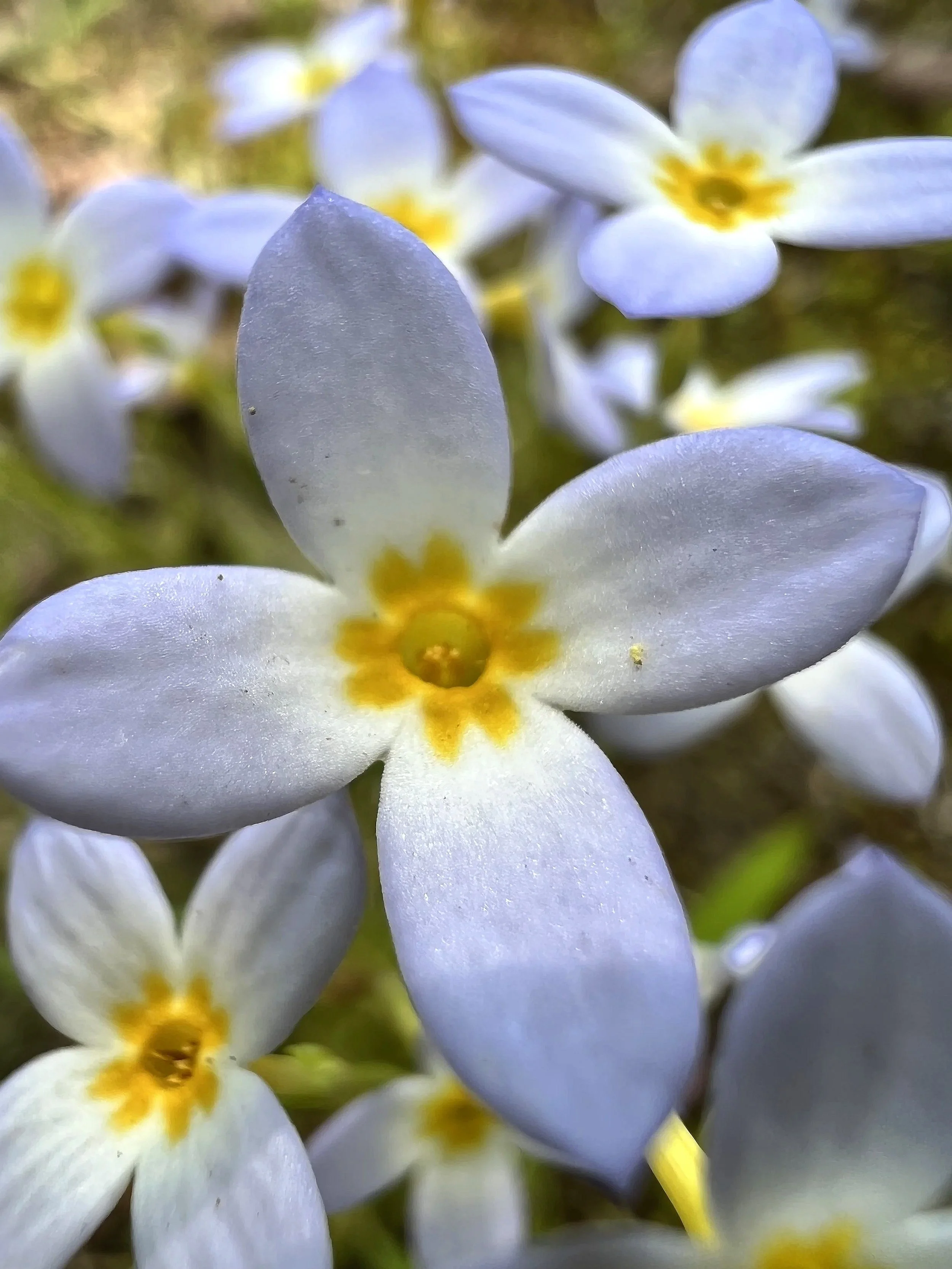 Close-up of white flowers with yellow centers, possibly in a garden or natural setting.