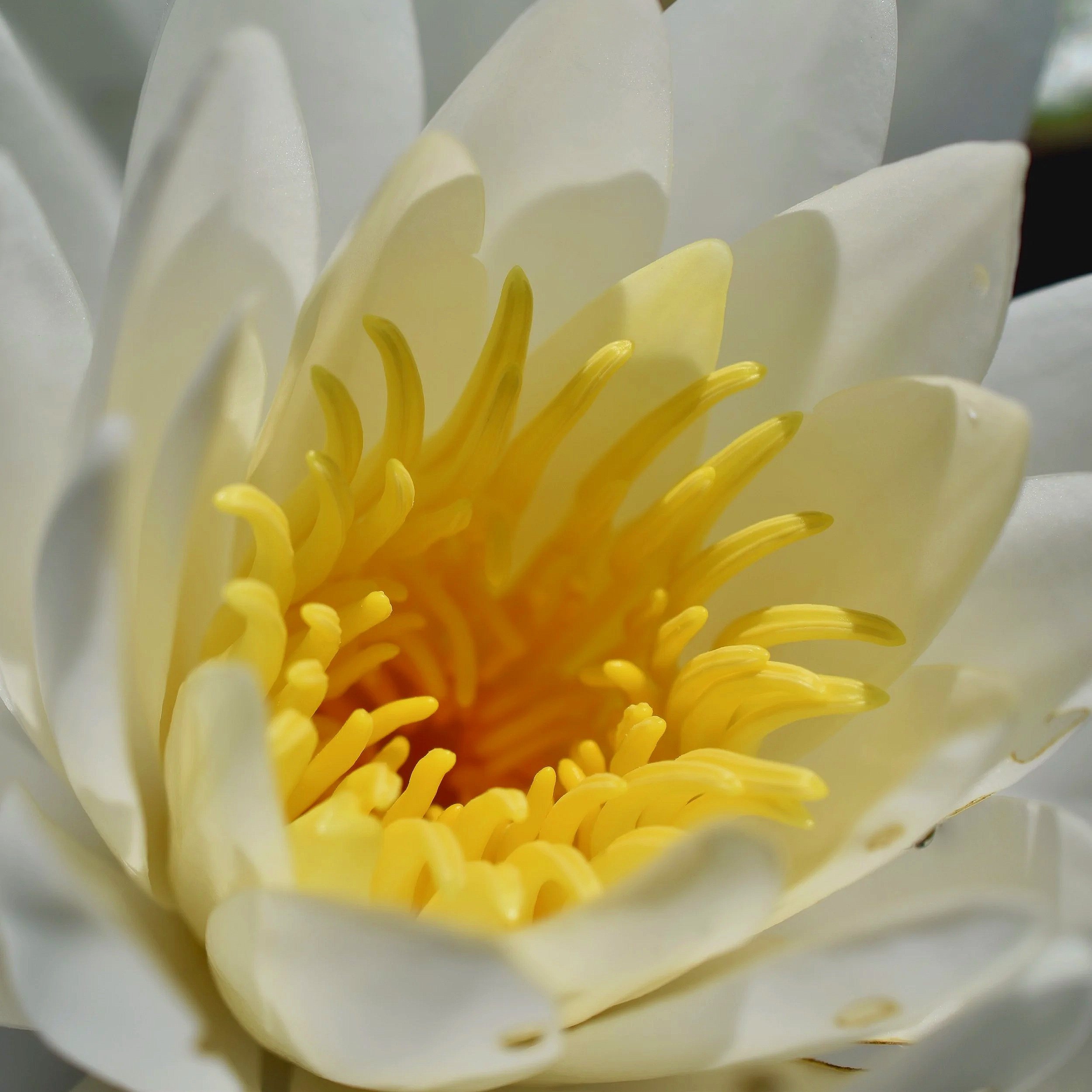 Close-up of a white water lily flower with yellow stamens in the center.