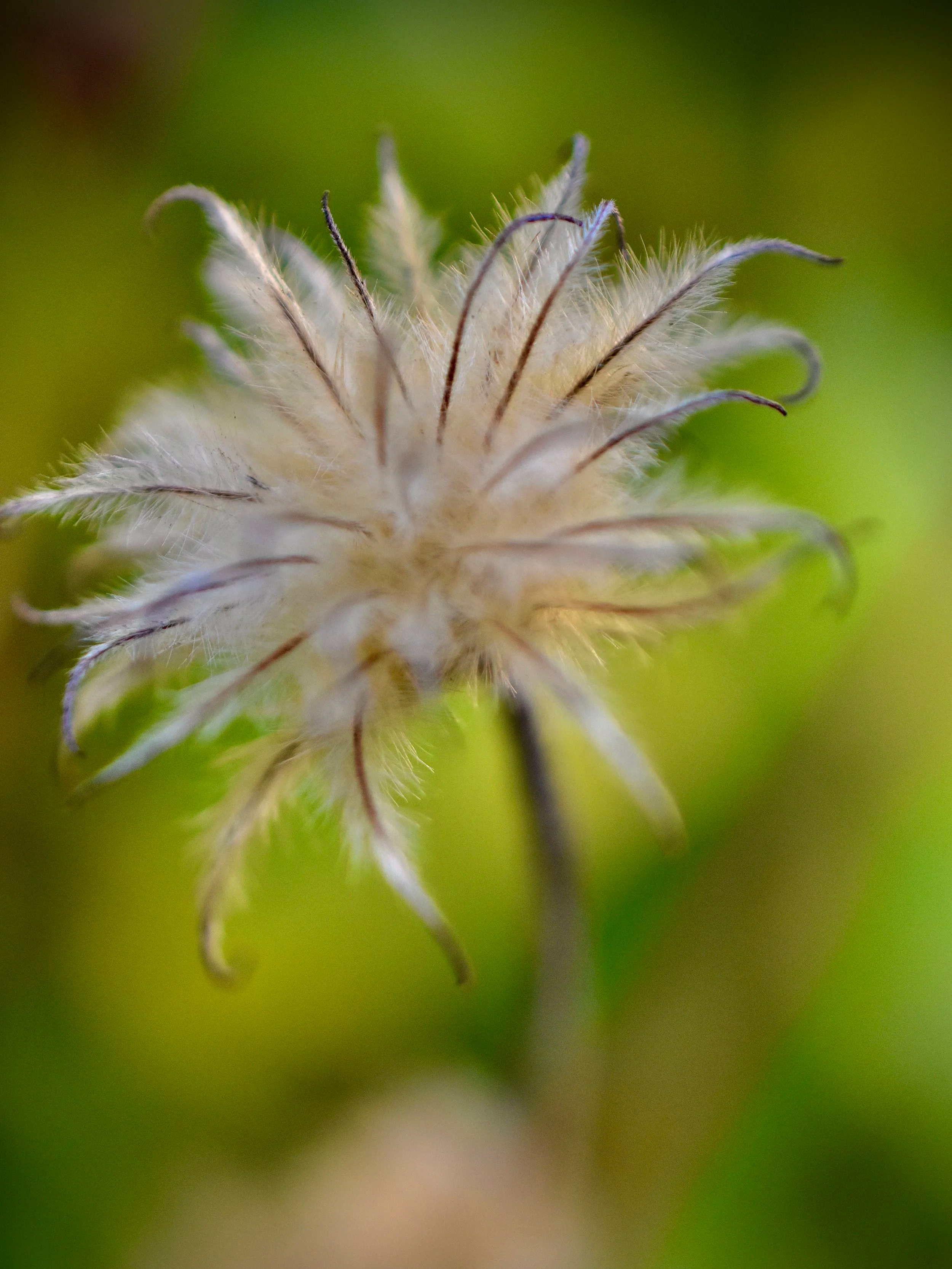 Close-up of a seed head with wispy, curved seed filaments against a blurred green background.