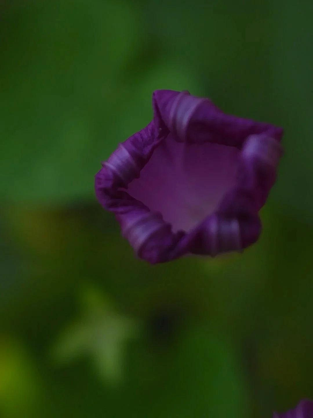 Close-up of a purple flower bud with blurred green background.