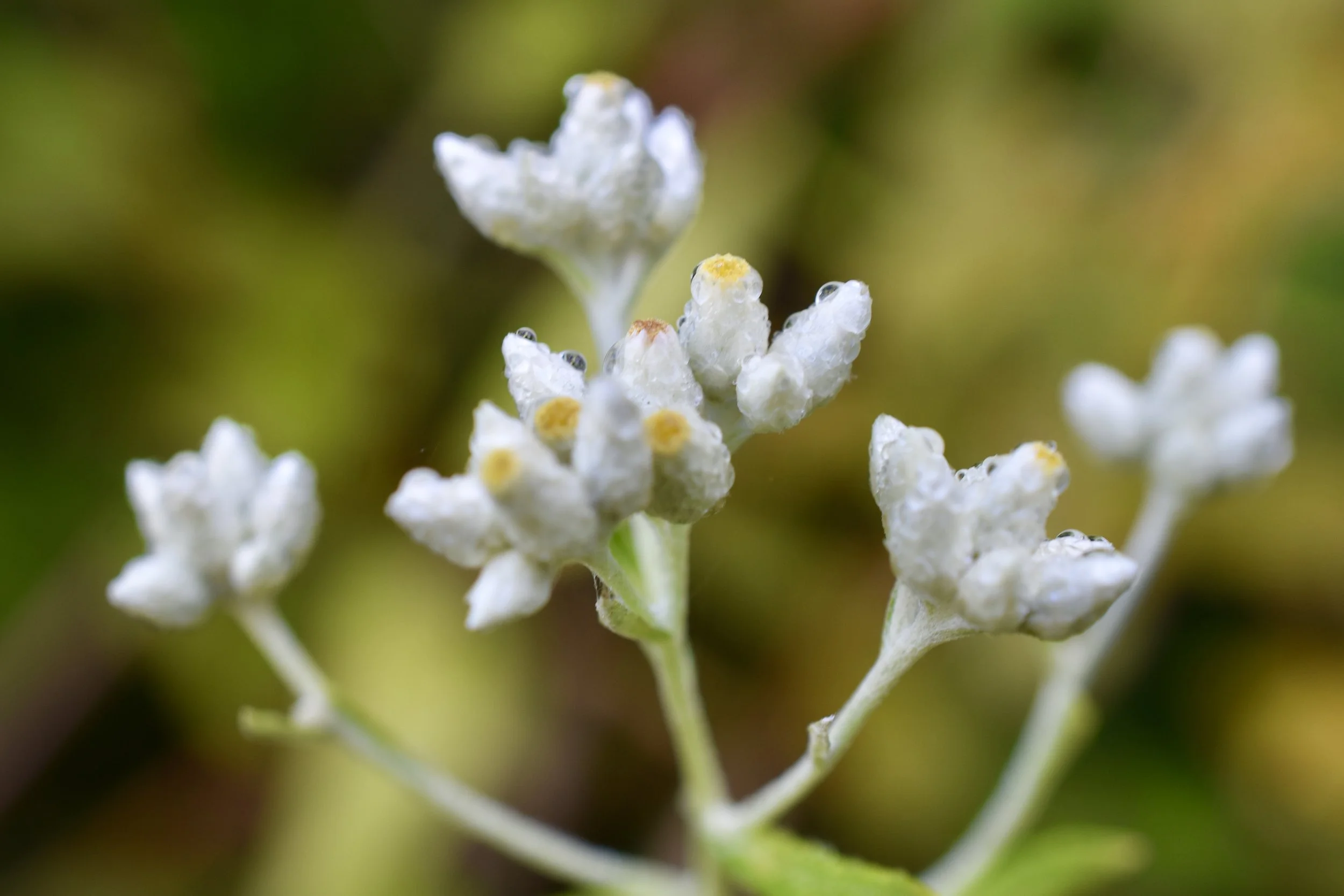 Close-up of small white flowers with yellow centers and dew droplets on petals.