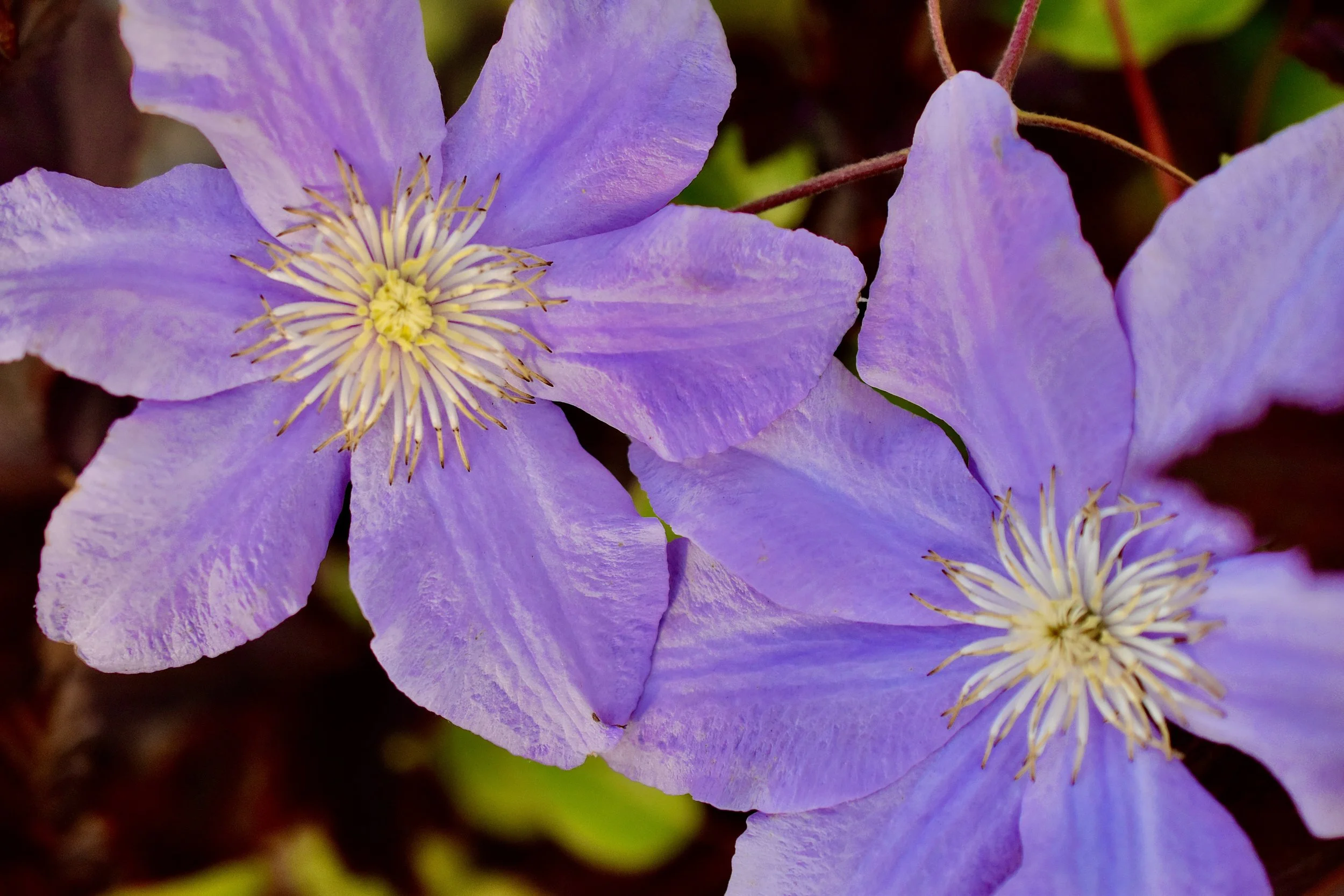 Close-up of purple clematis flowers with yellow stamens and green leaves in the background.