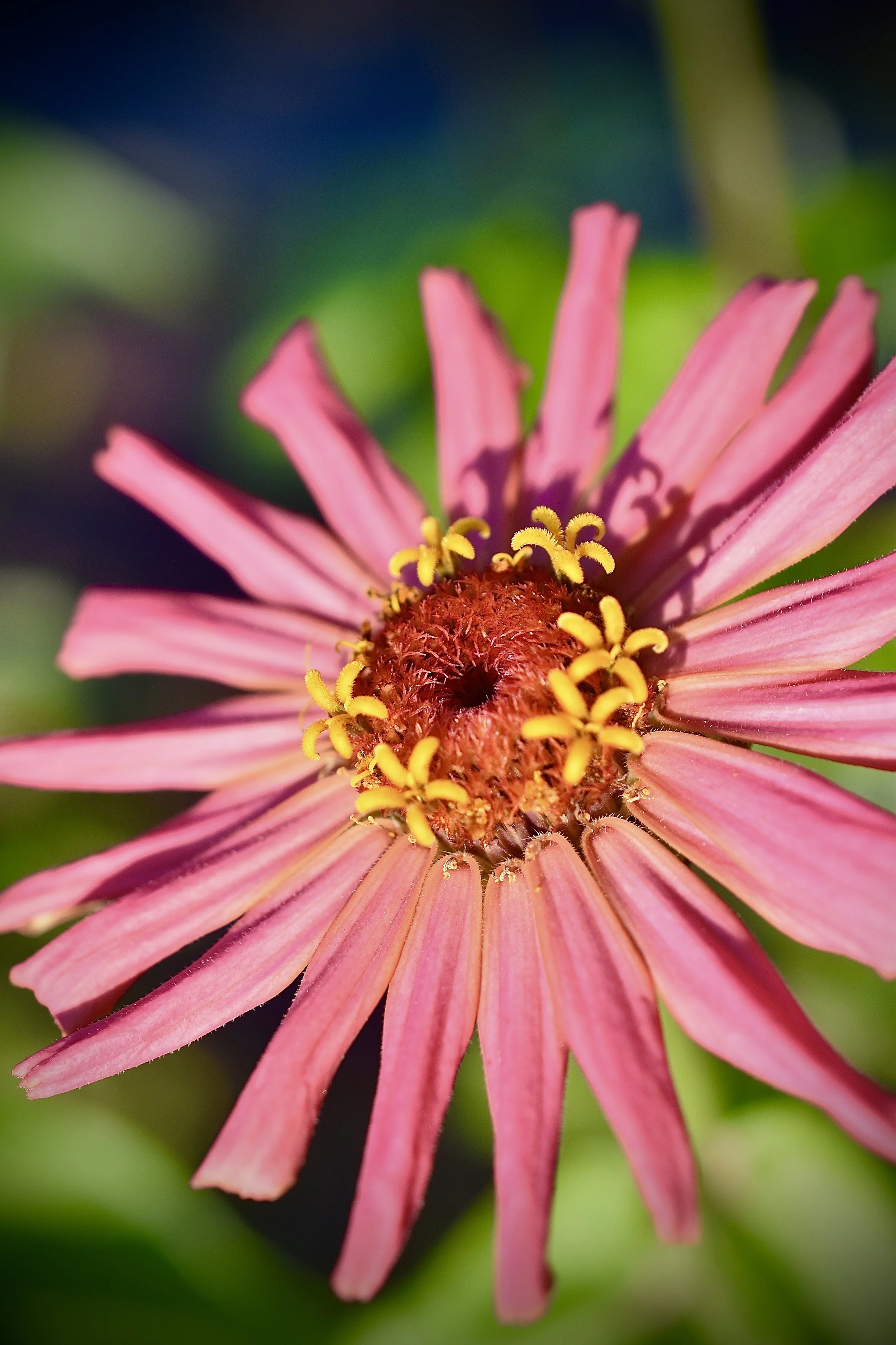 Close-up of a pink flower with yellow stamens and a reddish center, blurred green background.