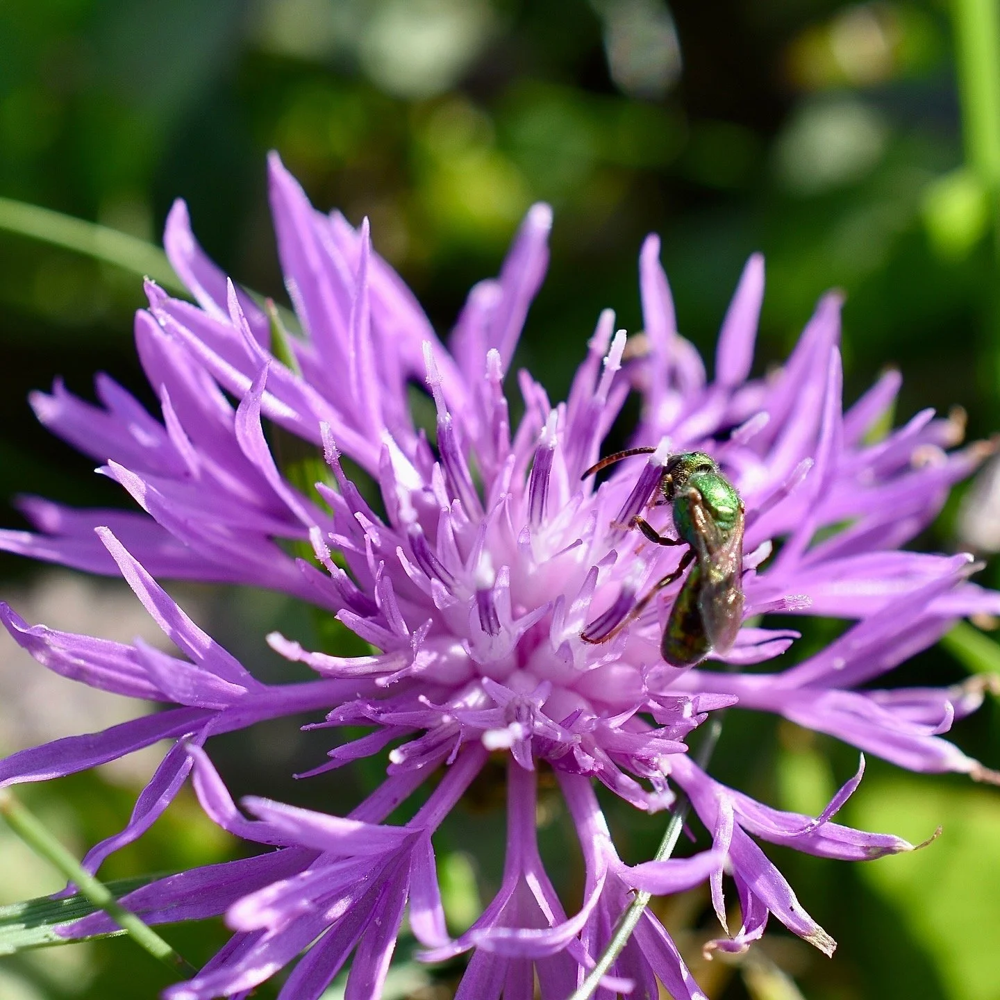 A close-up of a purple flower with a small green bee sitting on it, surrounded by green foliage.