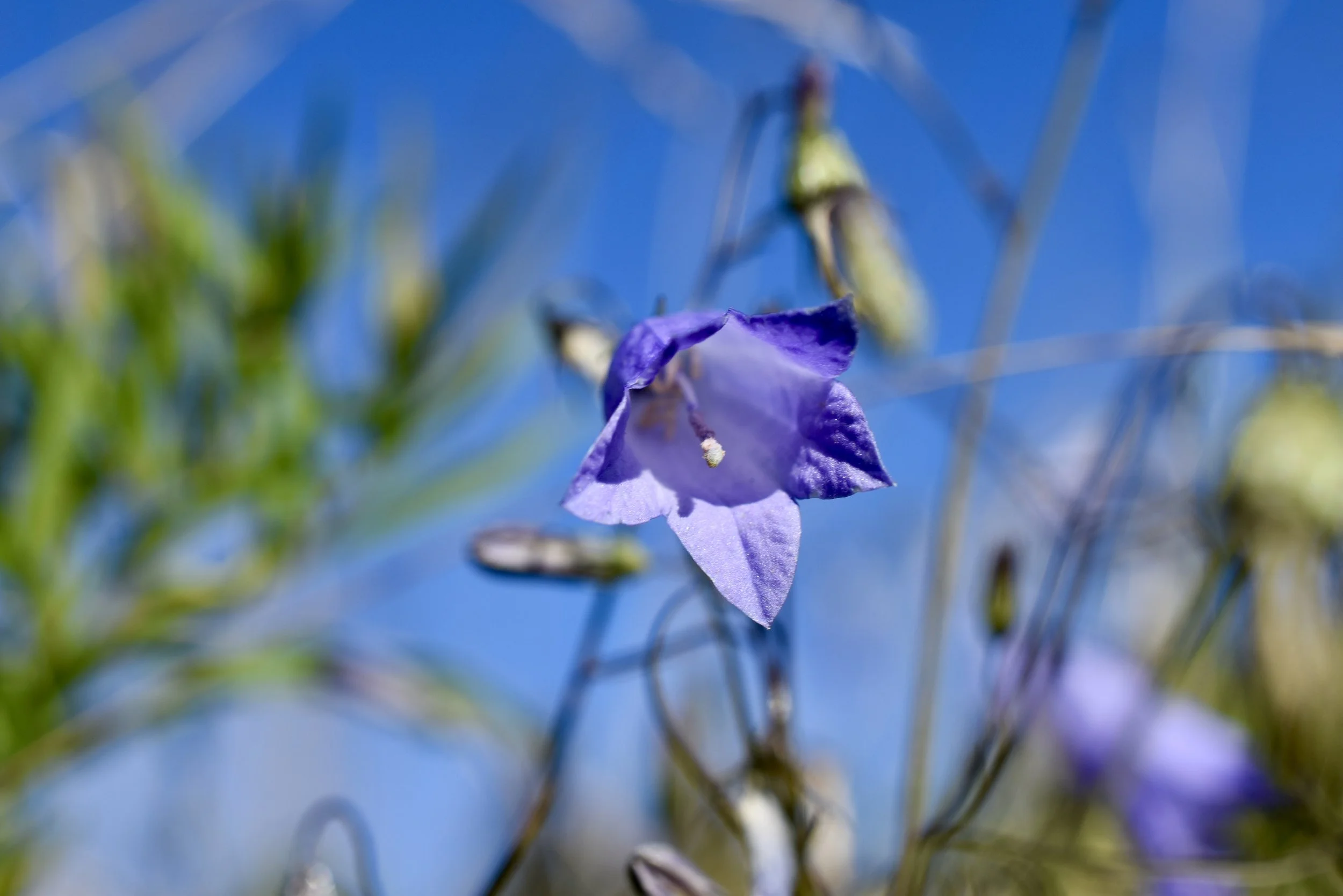 A purple flower, likely a bellflower, blooming against a bright blue sky with some green and brown foliage and stems around it.