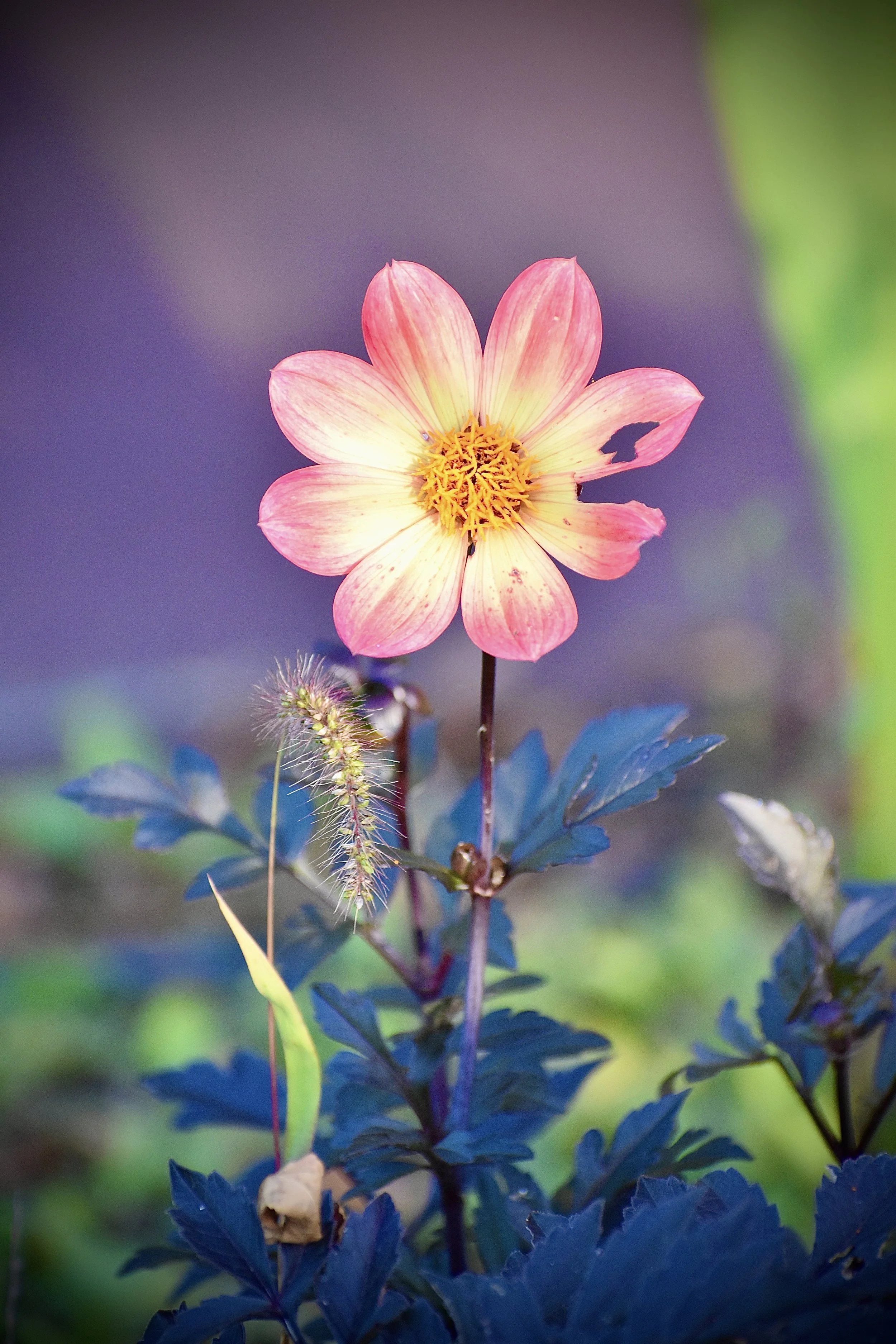 Close-up of a pink and yellow flower with blue-green leaves. The background is blurred with purple and green hues.