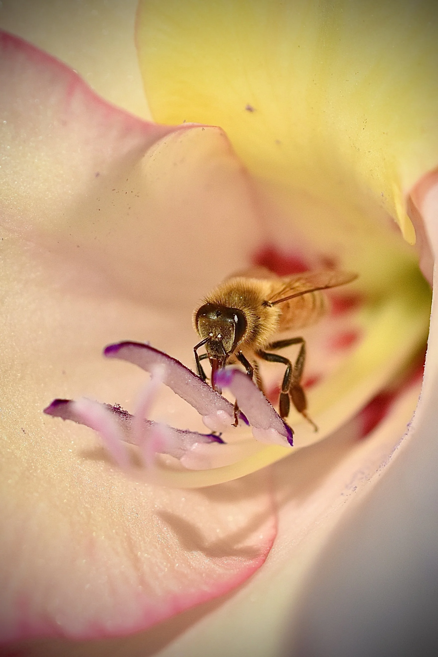 Close-up of a bee collecting nectar from a pink and yellow flower with purple-tipped stamens.