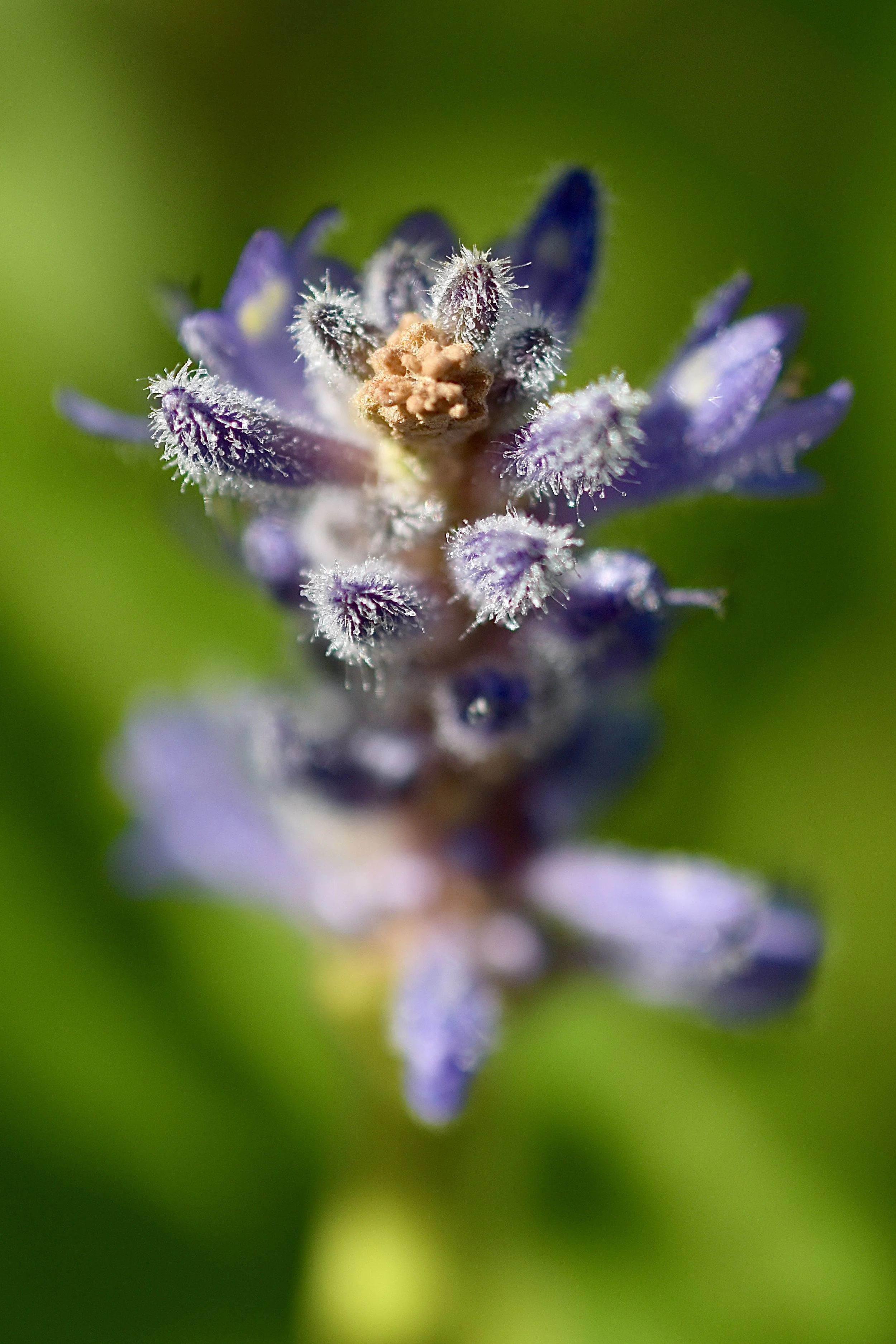 Close-up of a purple flower with fuzzy petals and a central cluster of tiny curled buds.
