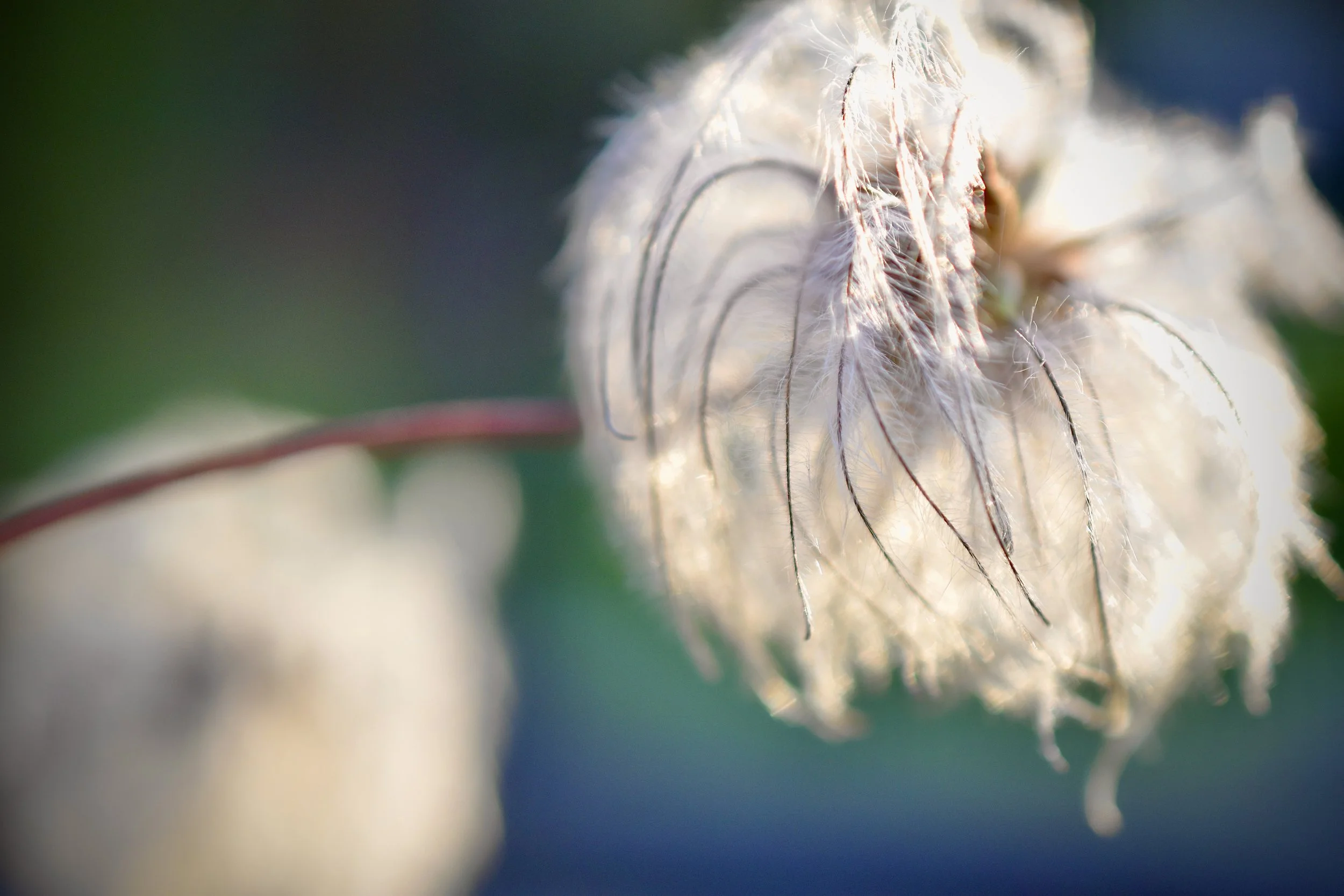 Close-up of a fluffy white seed with thin curly fibers, backlit, with a blurred green and blue background.