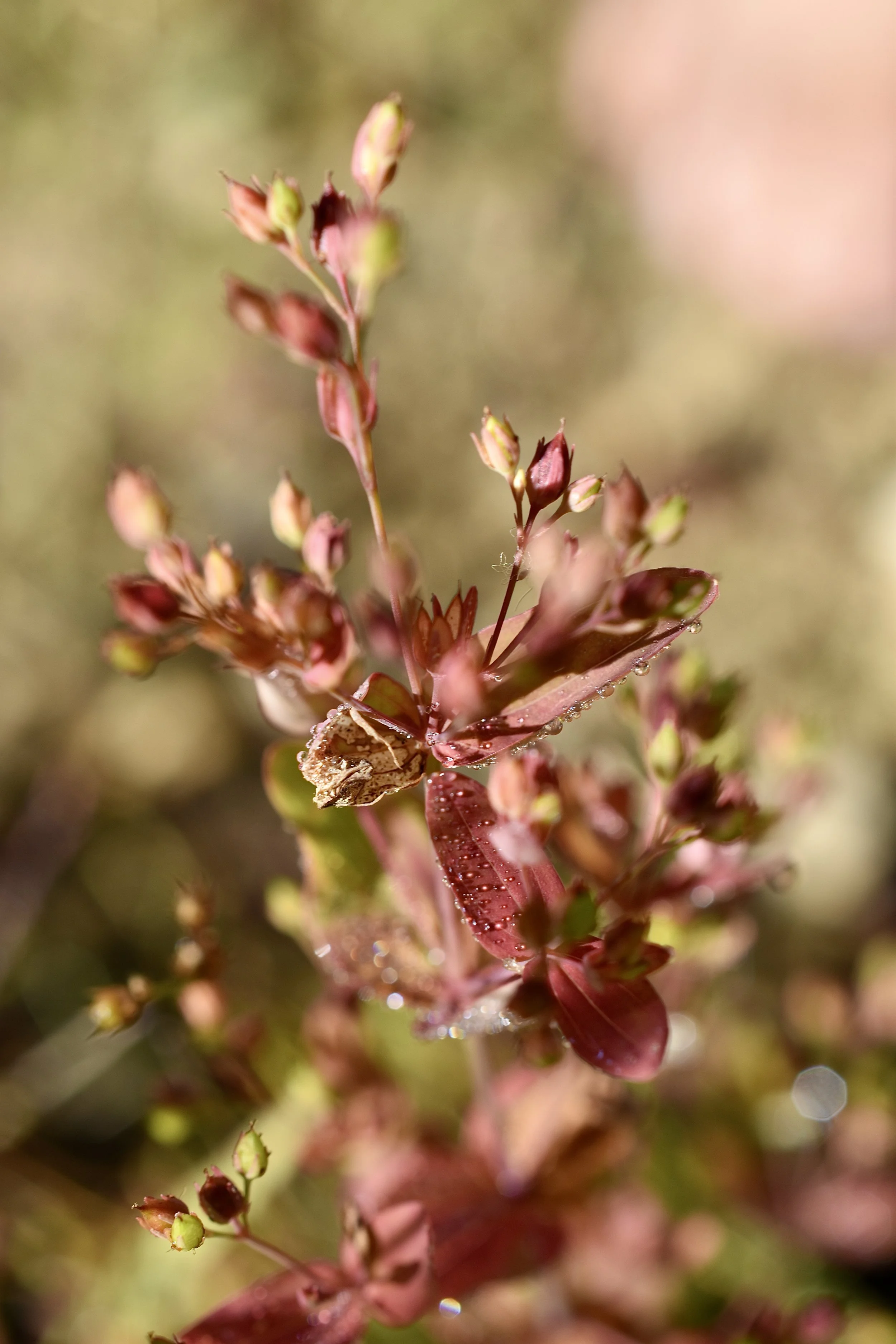 Close-up of a pinkish-red plant with small buds and dew drops on its leaves.