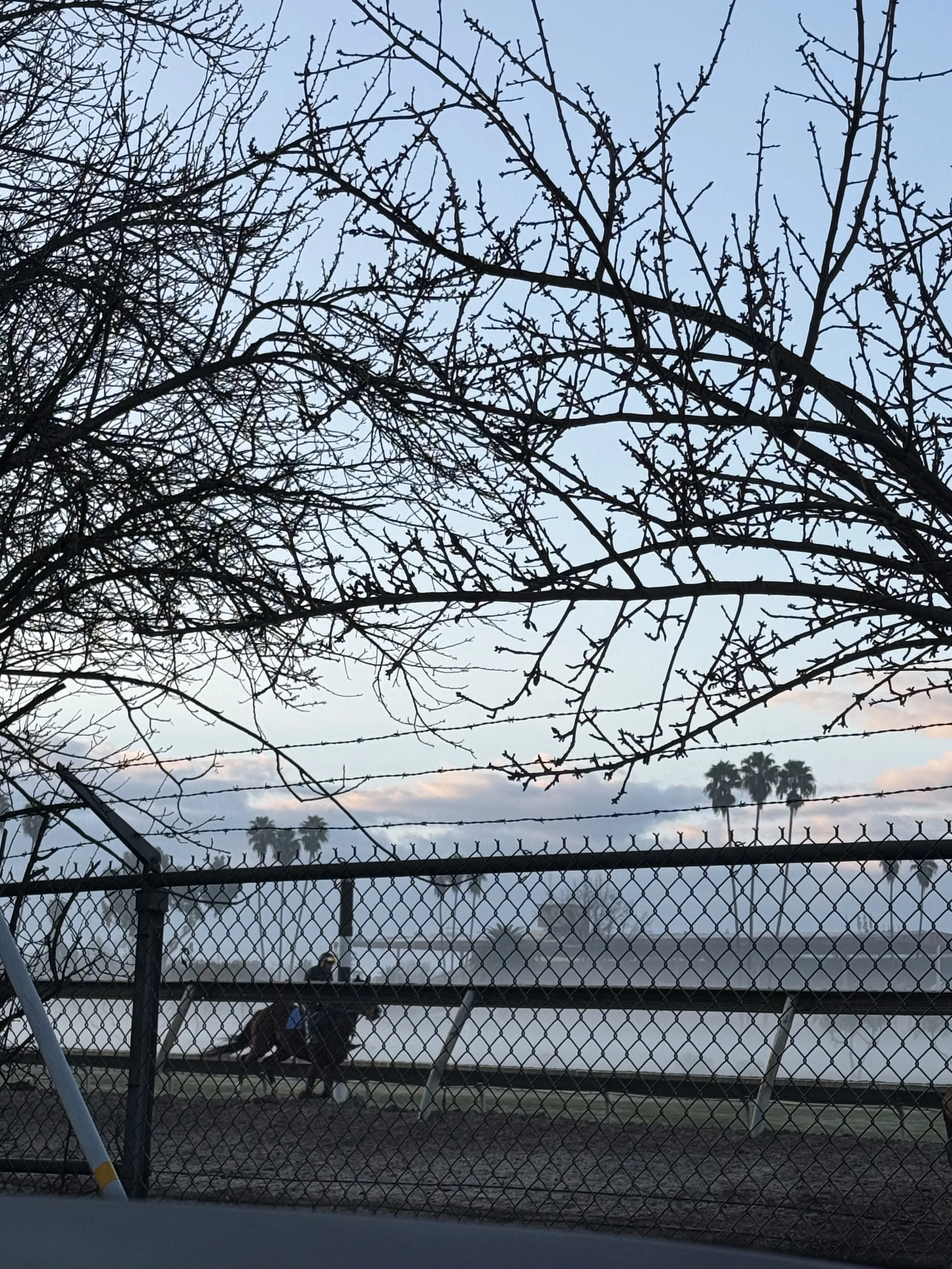 A dog sitting behind a chain-link fence in a dog park during dusk, with leafless trees and palm trees in the background.