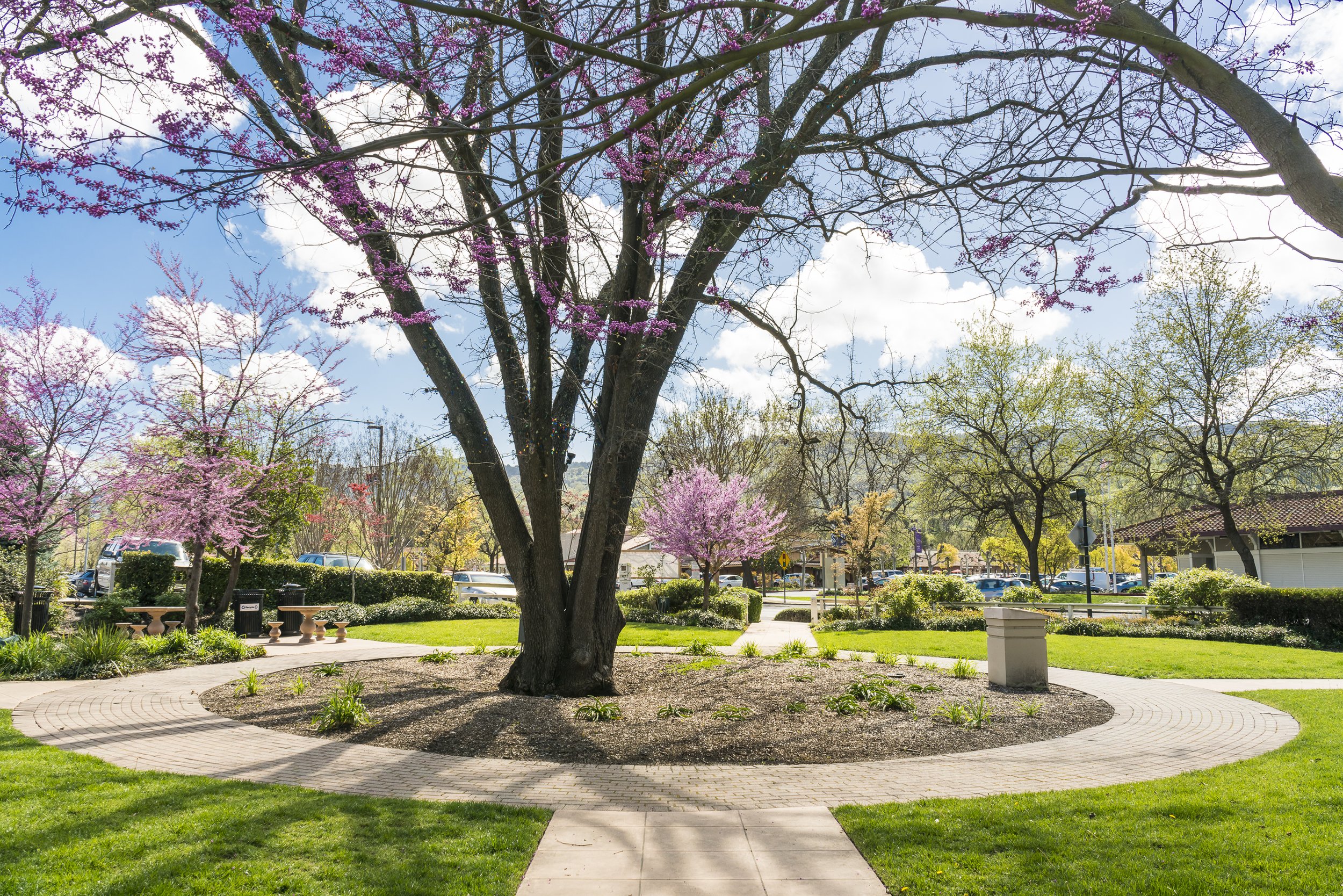 Landscape shot of the tree in a park