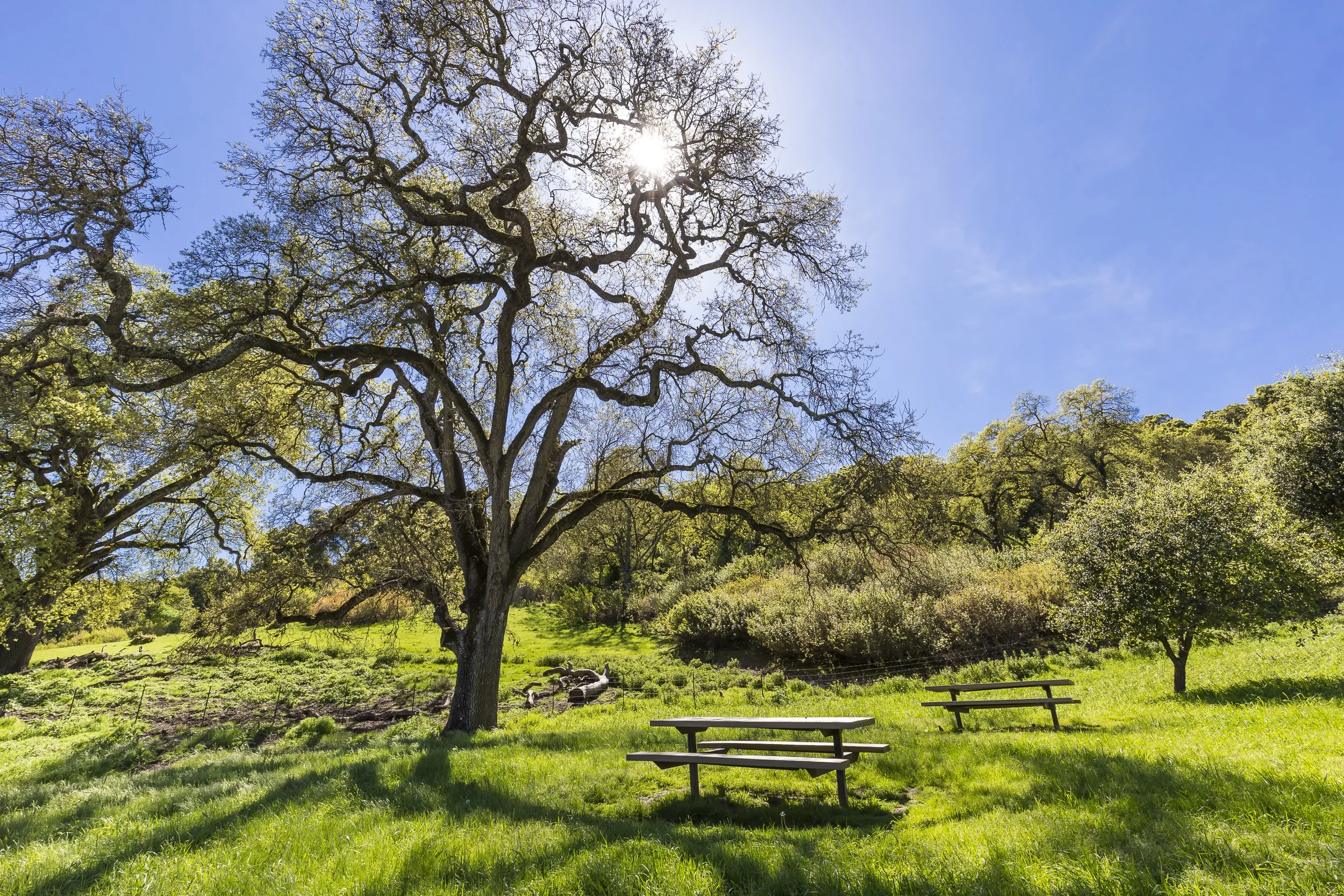 A tree beside a picnic table