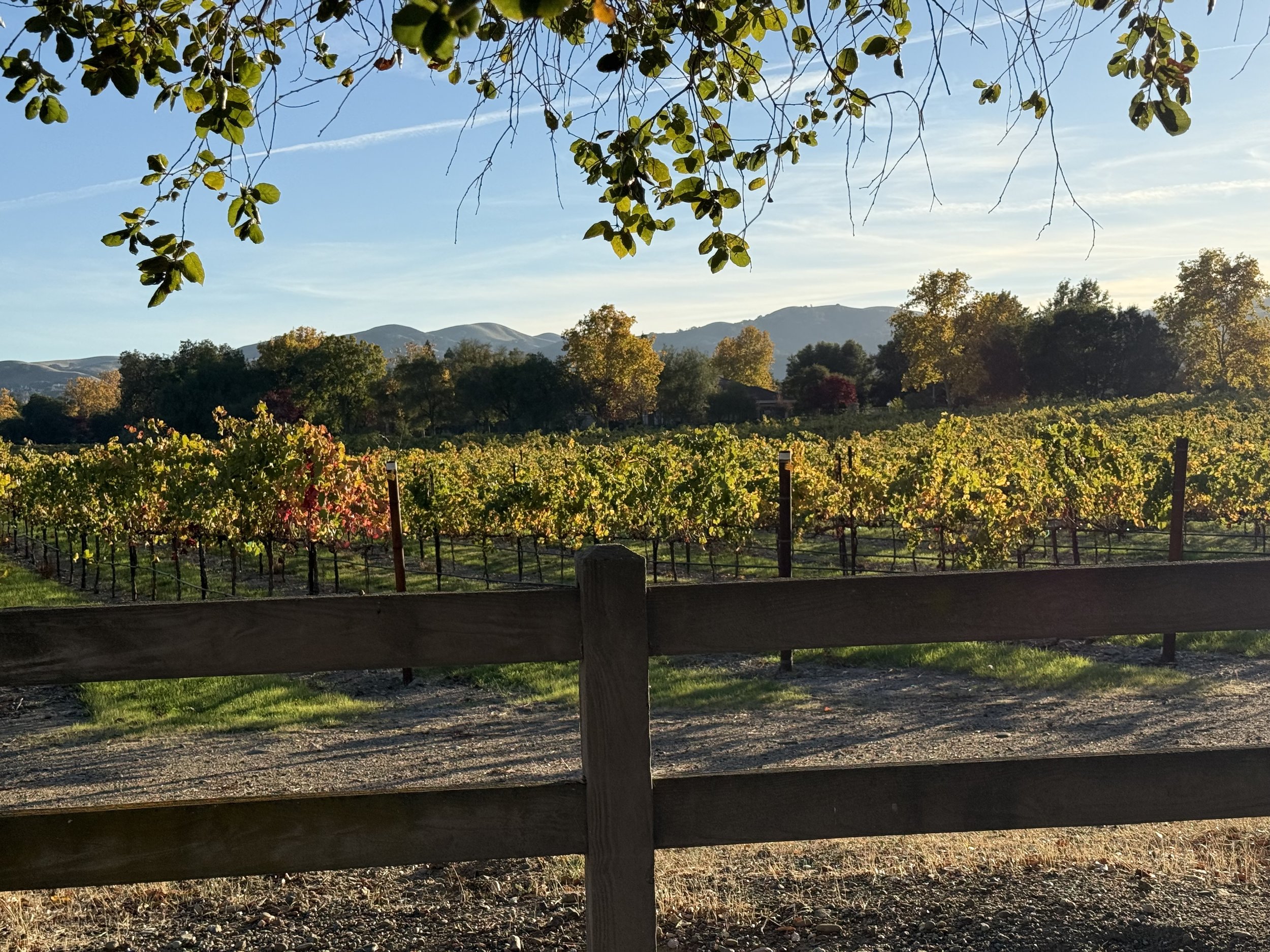 Fence in front of the vineyard