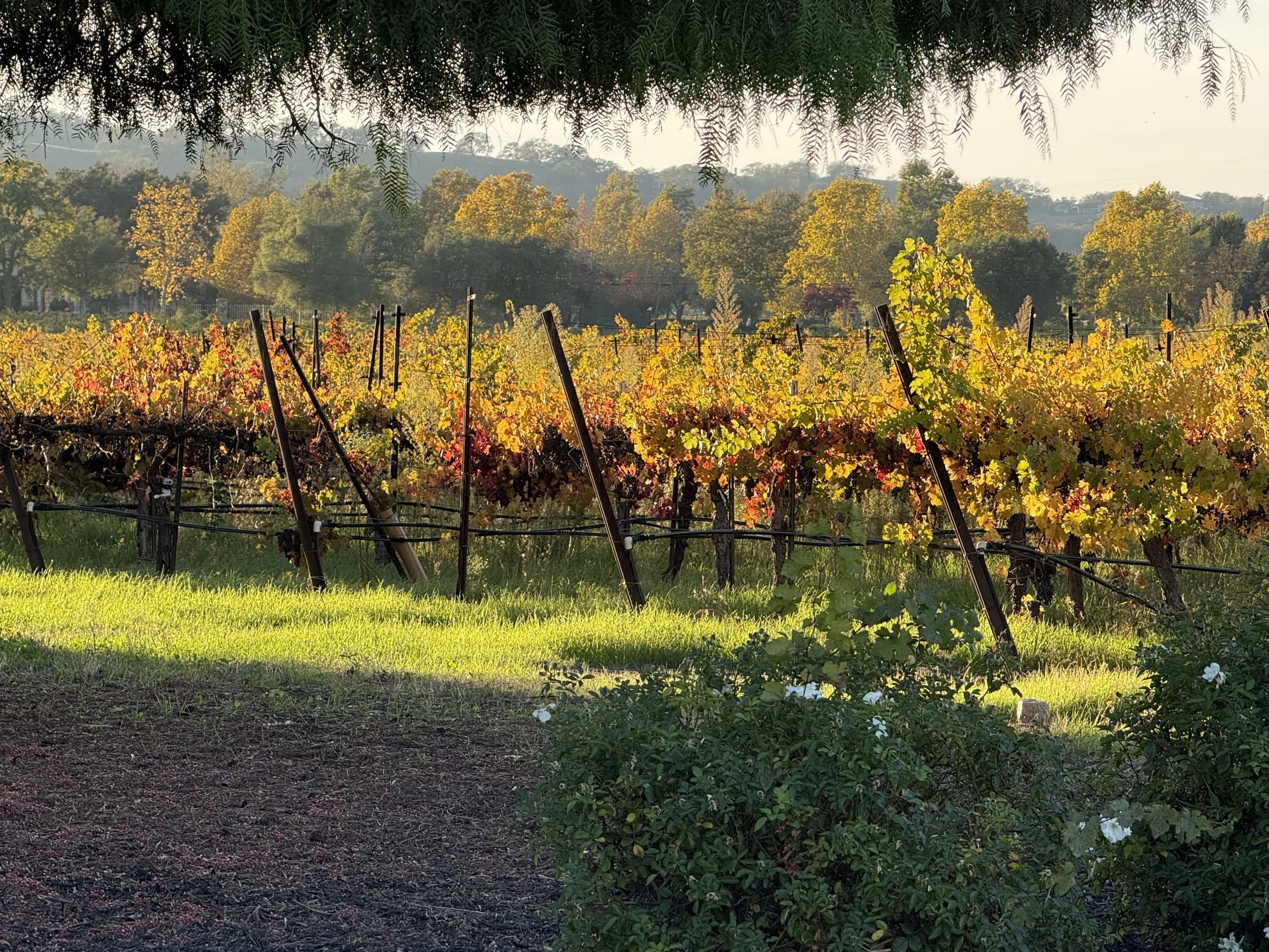 Vineyard with green and red grapevines in rows, trees with fall foliage in the background, and a chain link fence across the middle of the image.