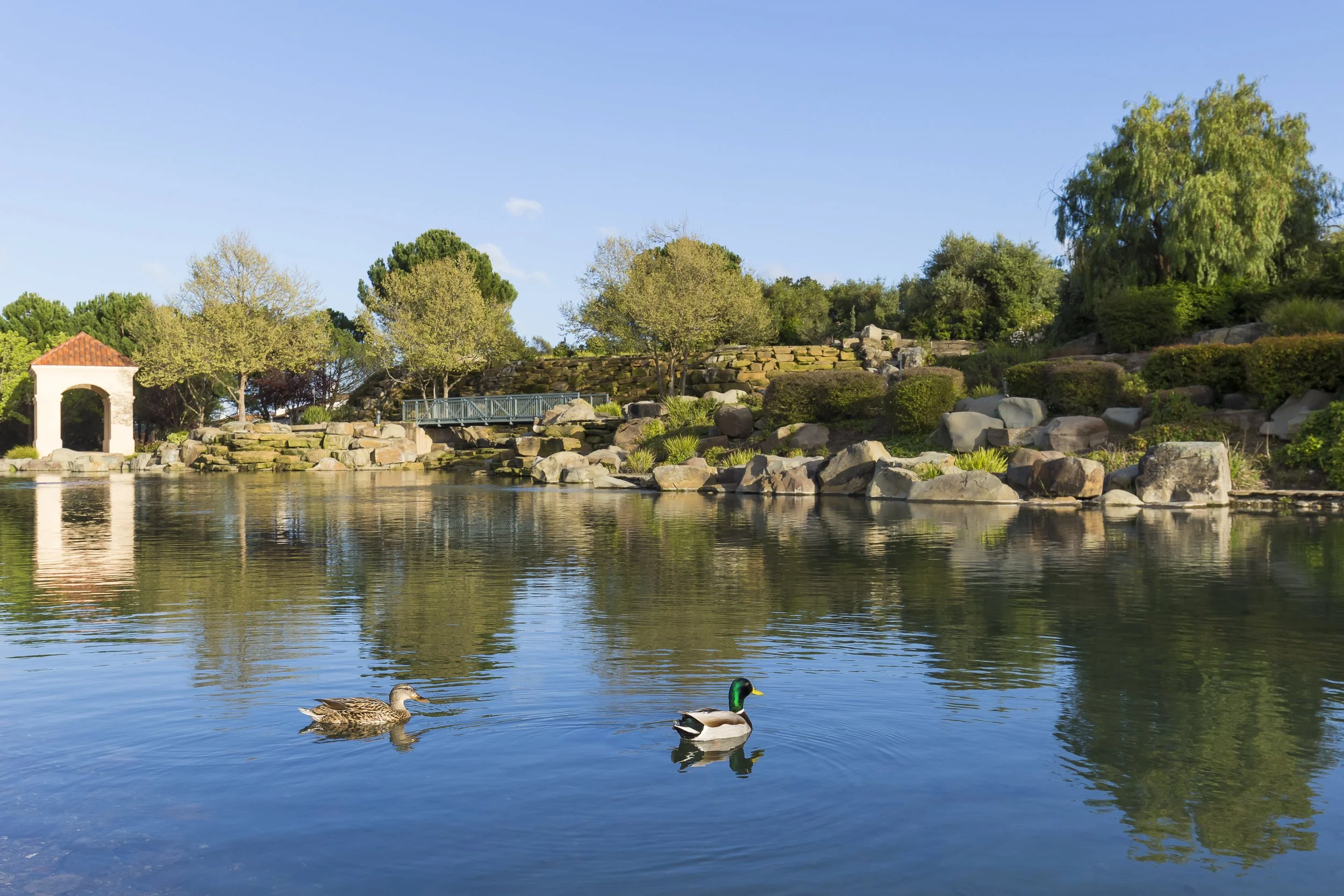 Two ducks swimming in a calm pond with trees and a small bridge in the background under a clear blue sky.