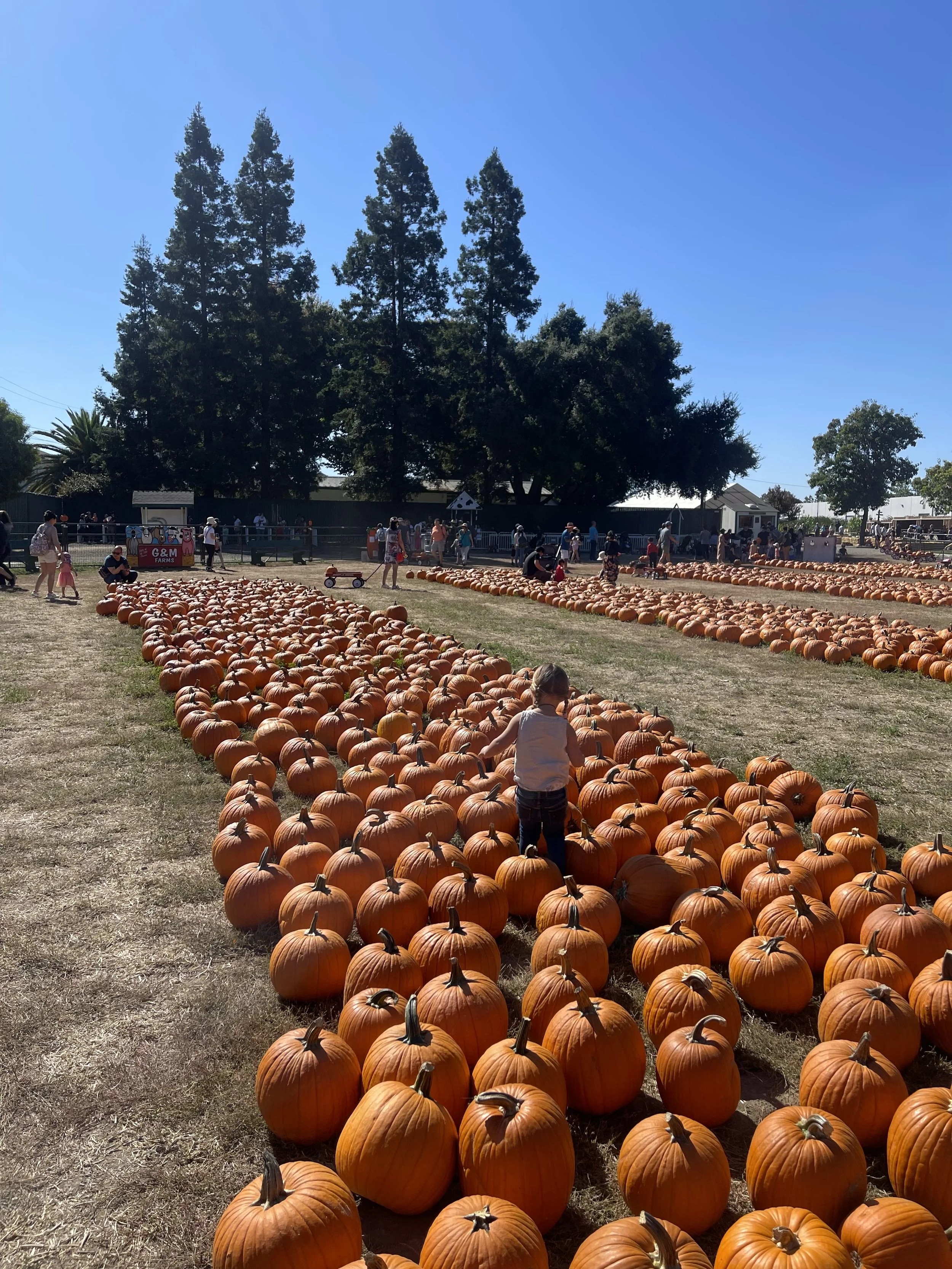 People visiting a pumpkin patch with numerous orange pumpkins spread across the field, large trees in the background, and a clear blue sky overhead.